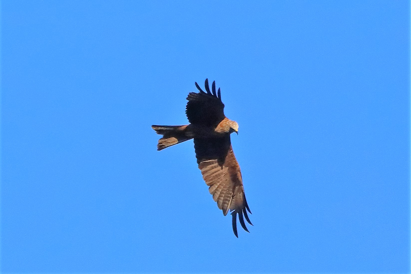 Nibbio bruno 02-08-2002