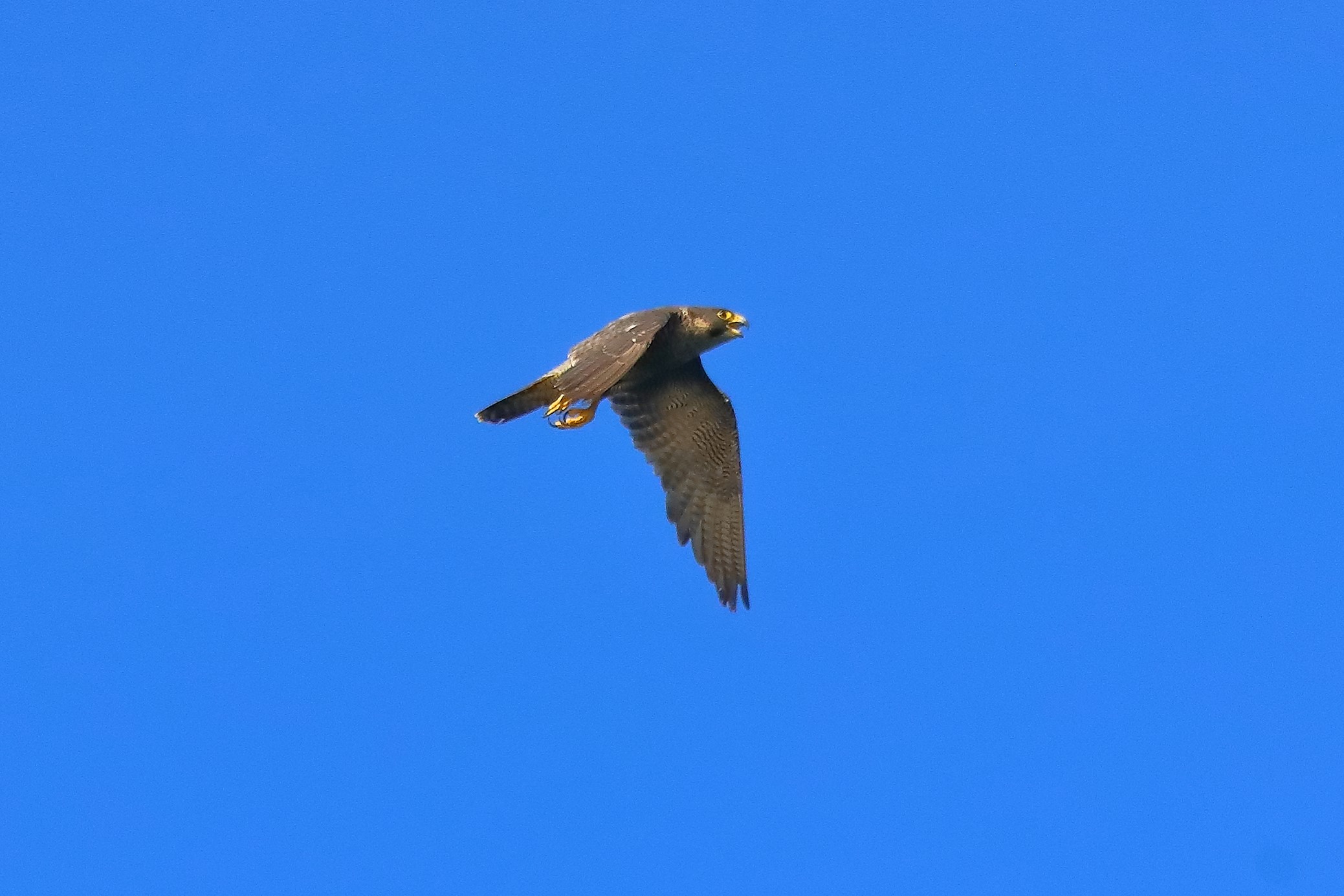 Falco pellegrino 02-08-2022