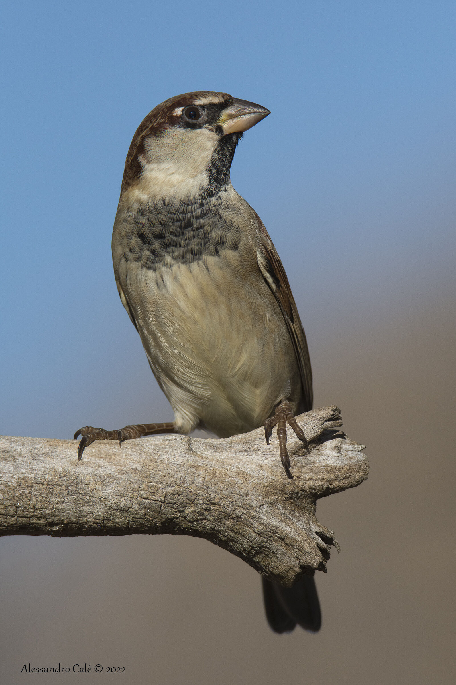 Passer domesticus (Passera domestica) 0159