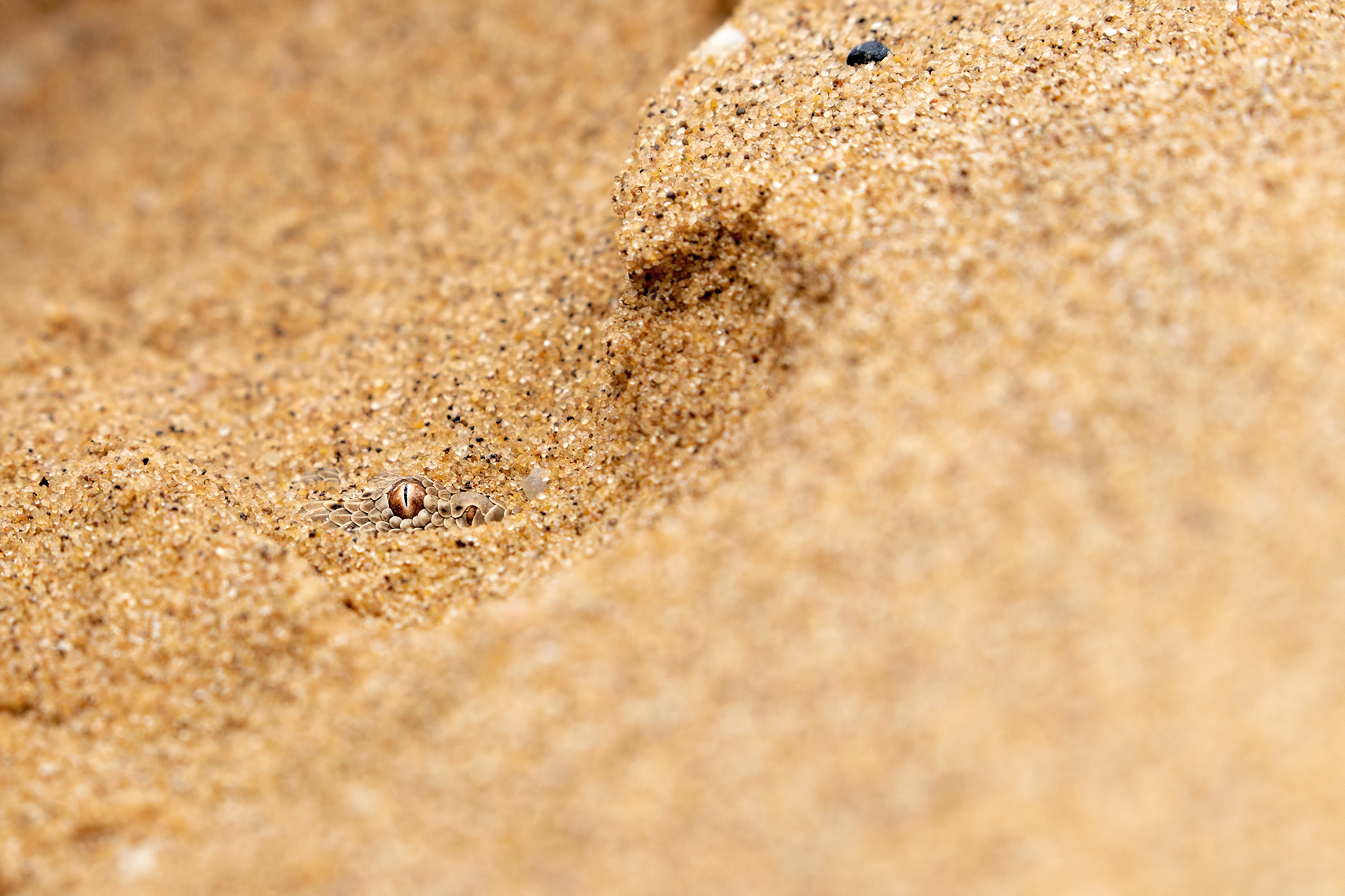 The Eye of the desert