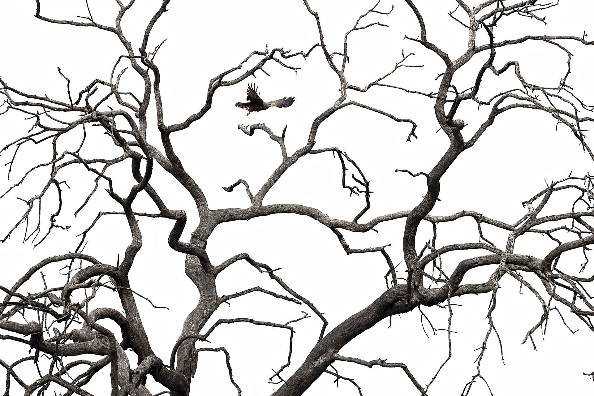 Among branches