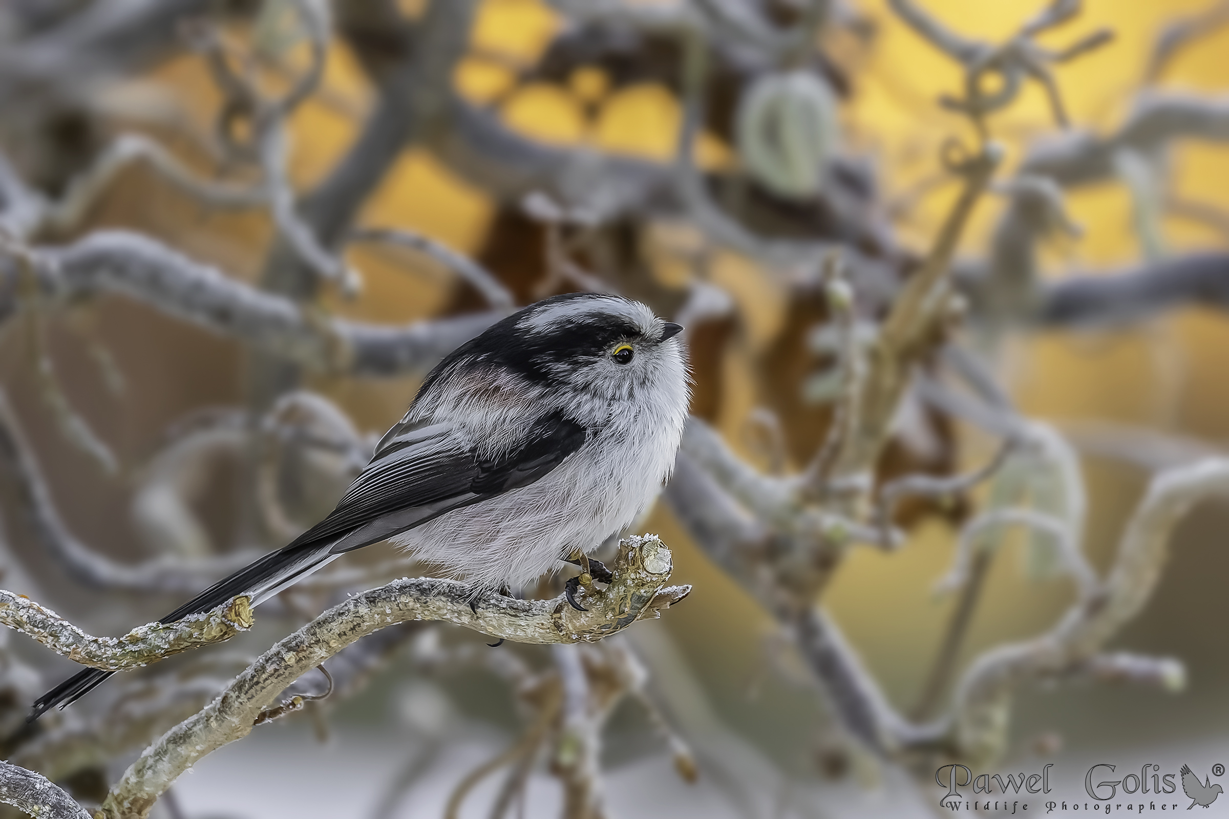 Cinciallegra dalla coda lunga (Aegithalos caudatus)