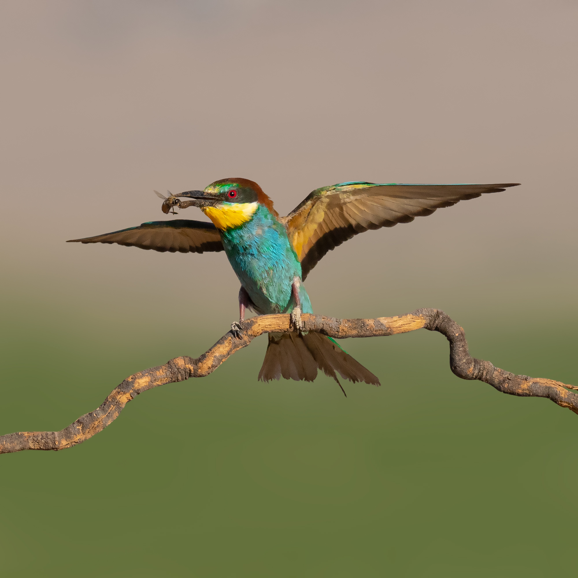 Merops apiaster