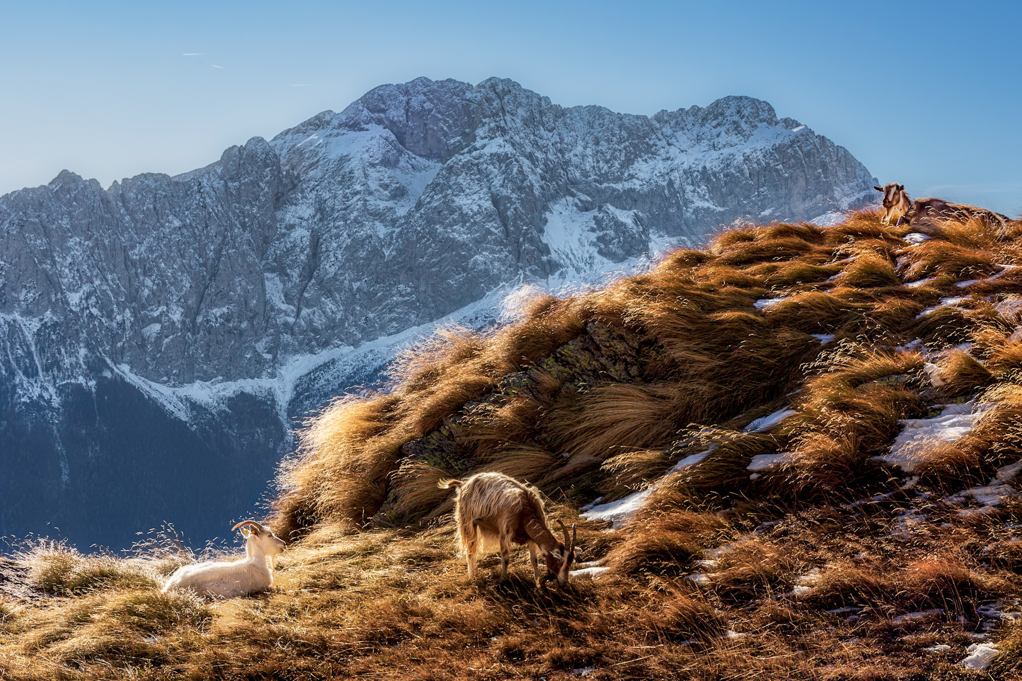 Le regine delle Orobie