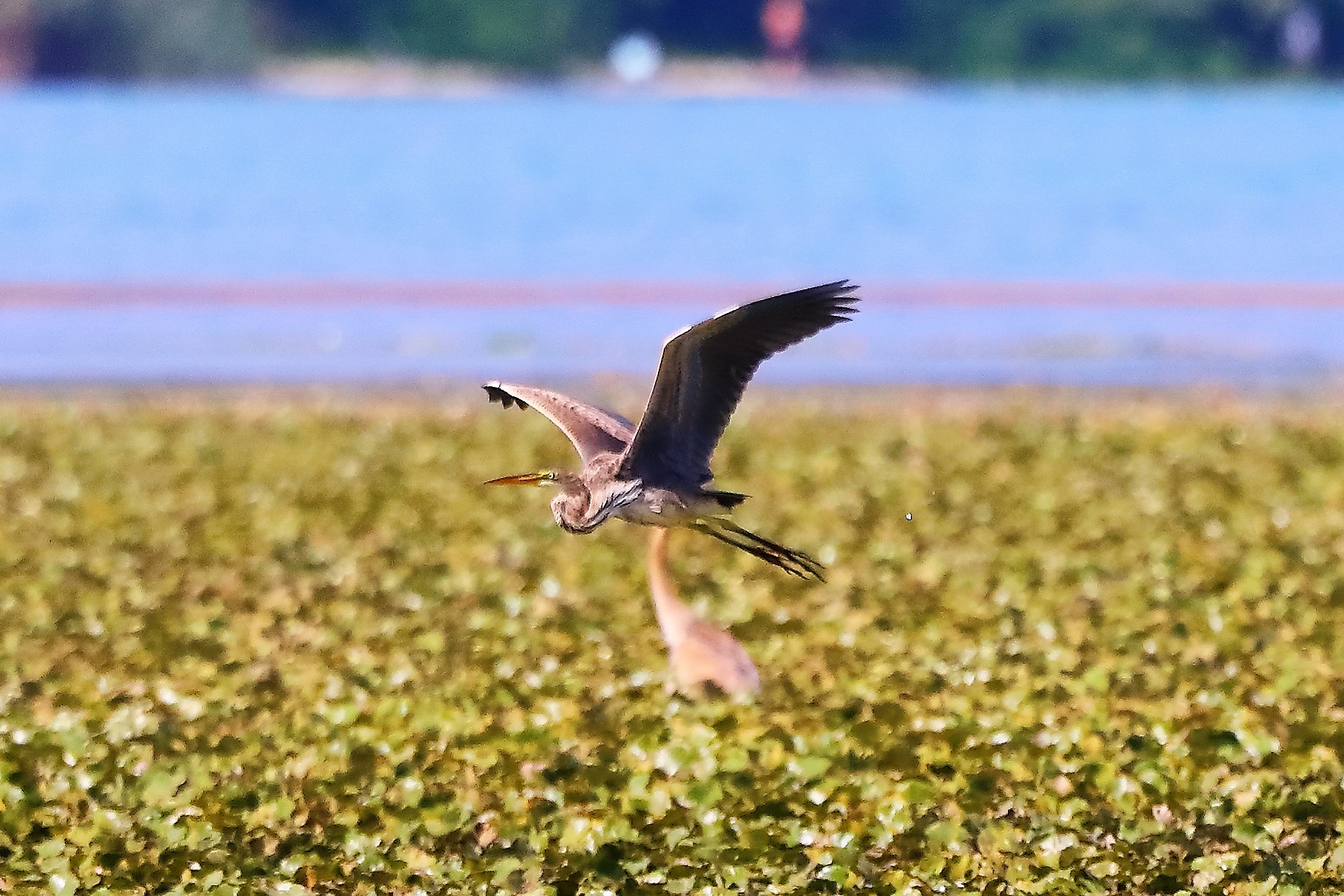 Airone rosso 27-08-2022