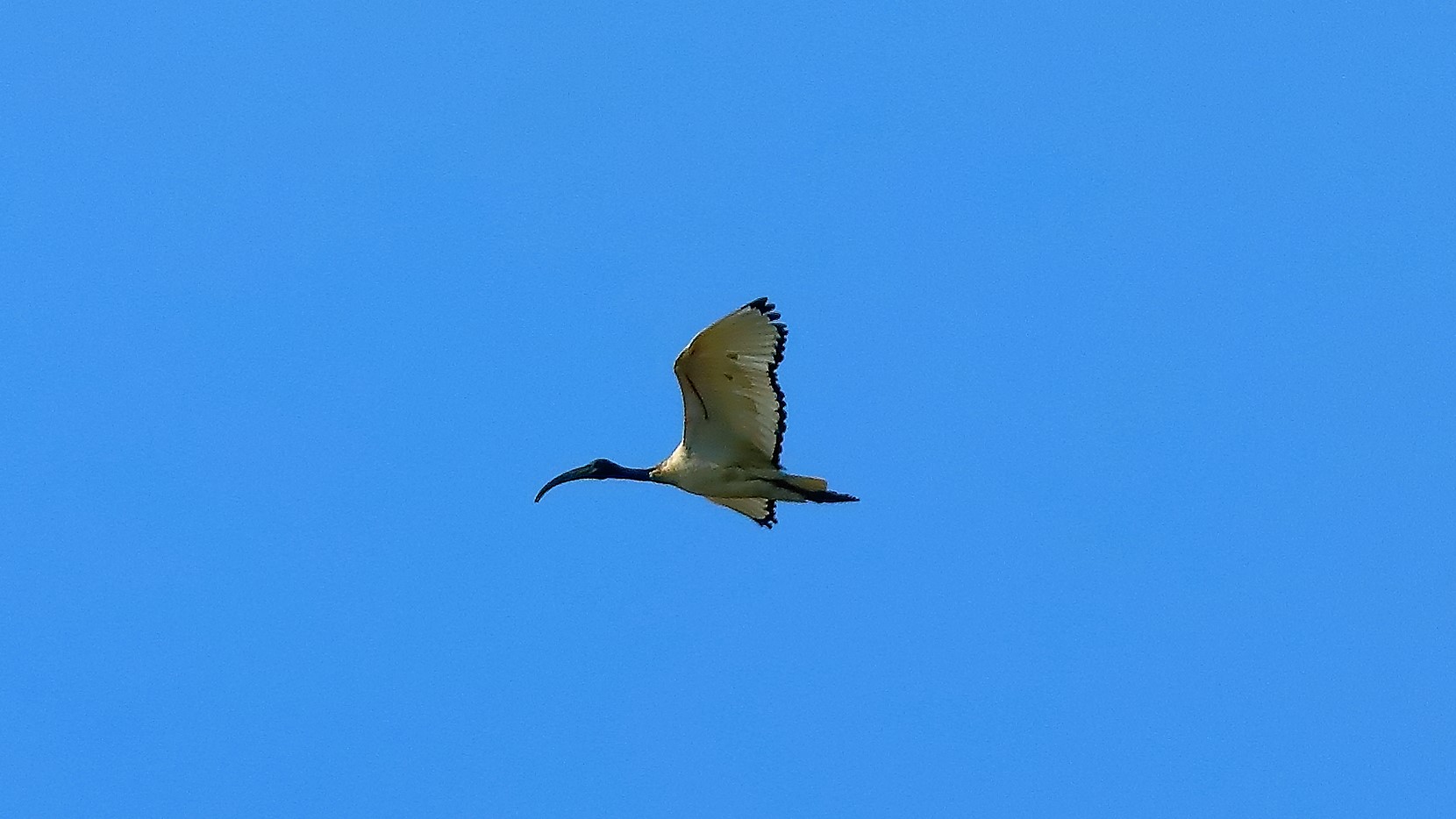 ibis sacro 12-09-2022