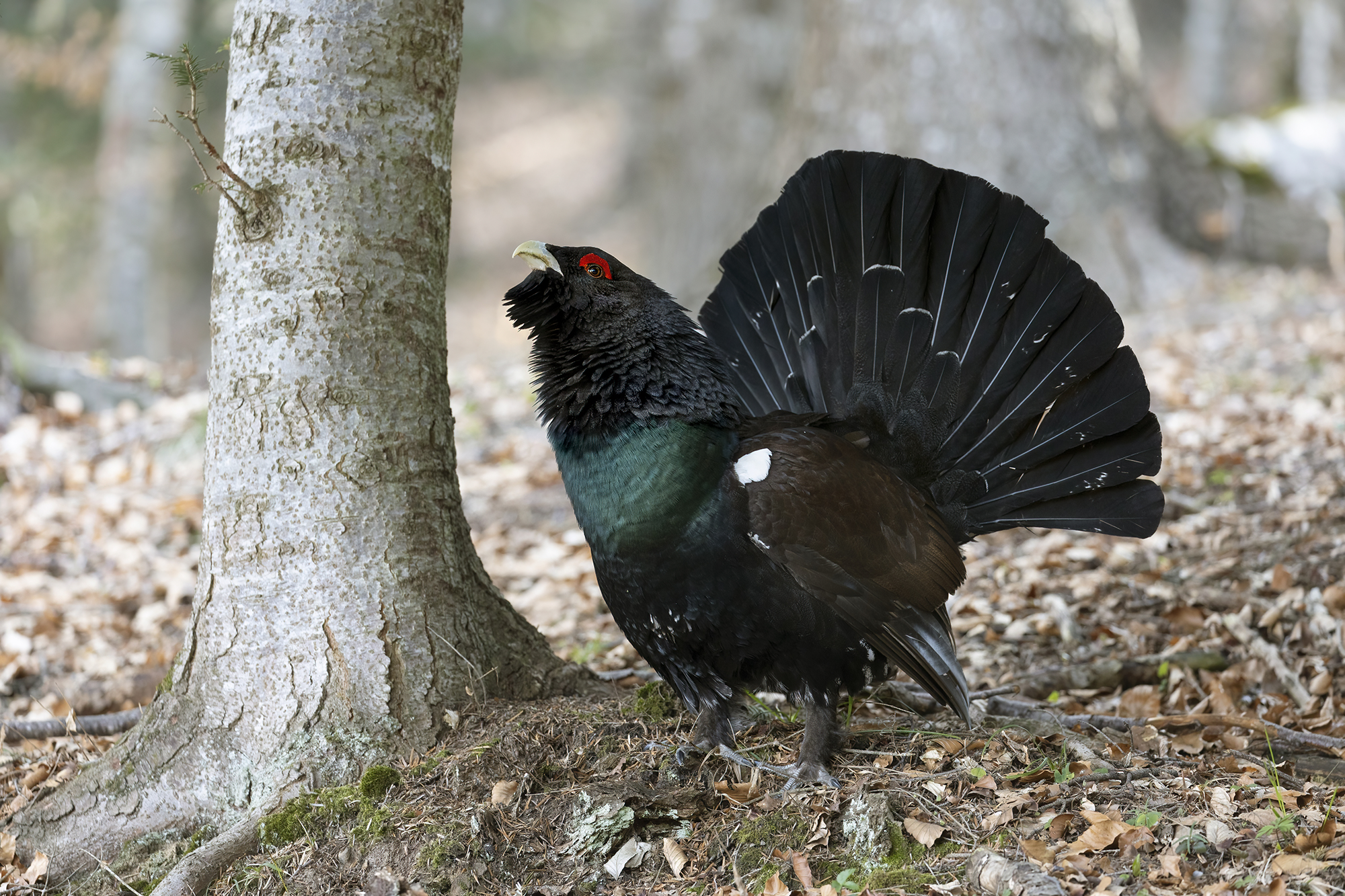 rumori nel bosco, gallo cedrone