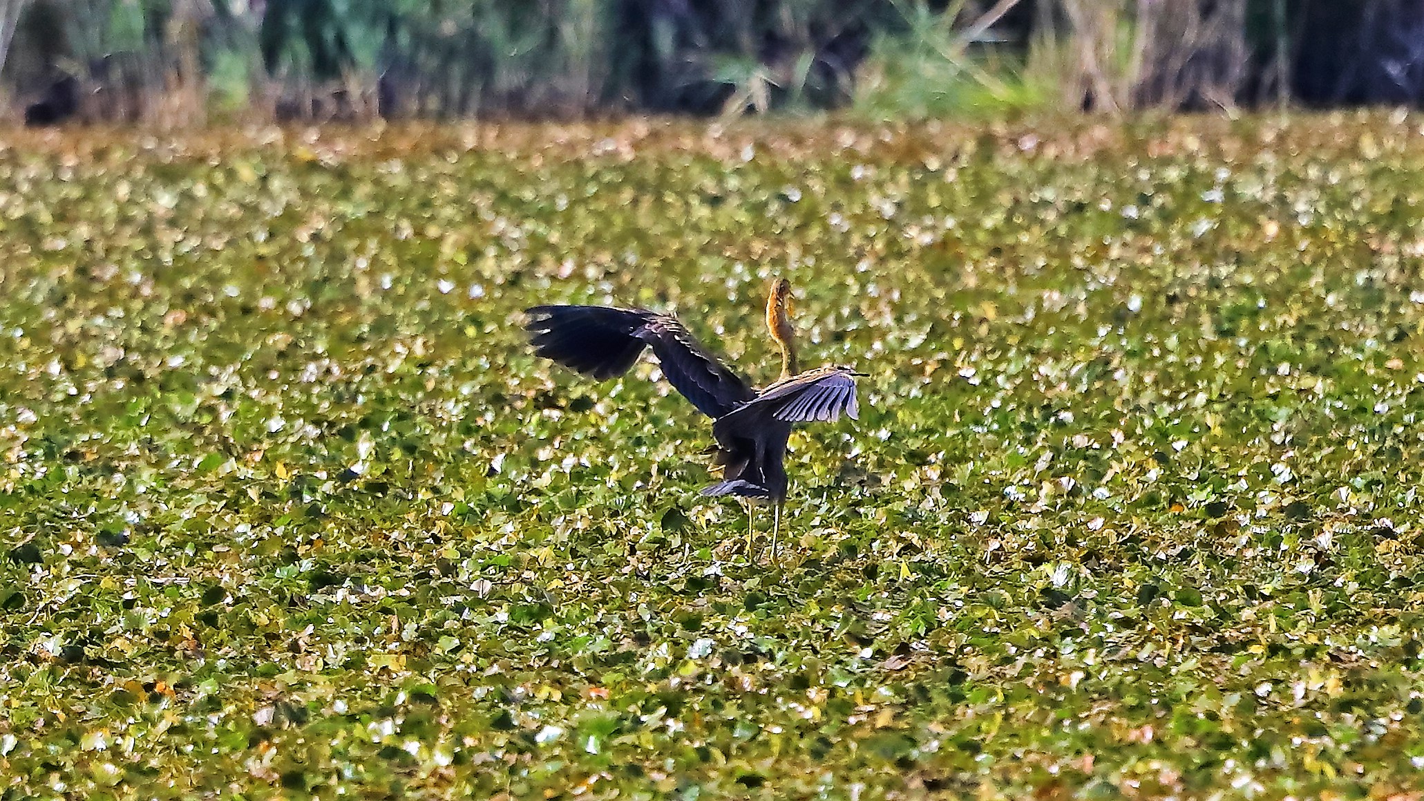 Airone rosso 15-09-2022