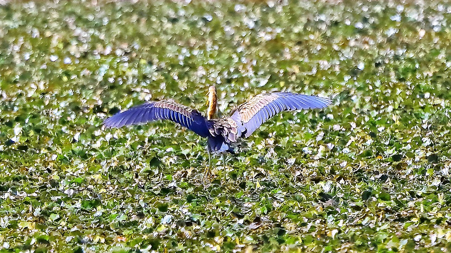 Airone rosso 15-09-2022