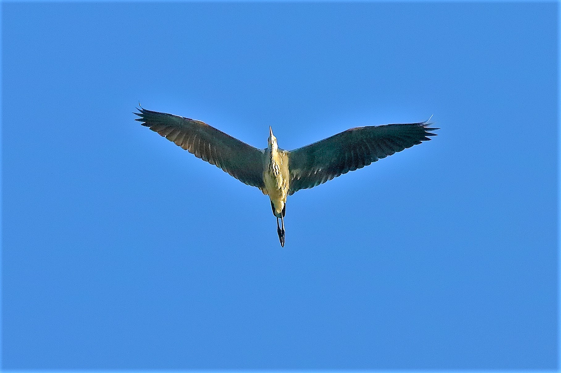 cenerino 19 ottobre 2022