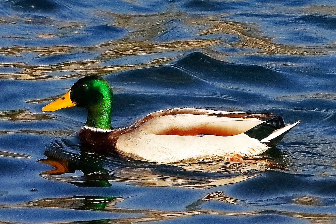 germano 19 ottobre 2022