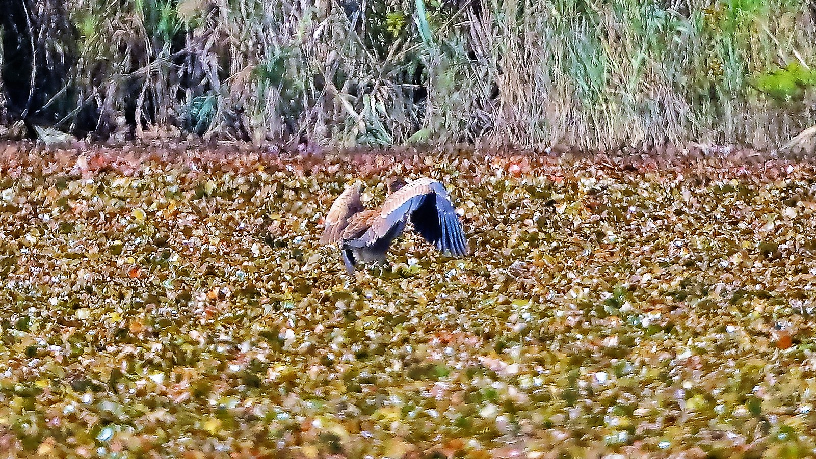 airone rosso 20-09-2022