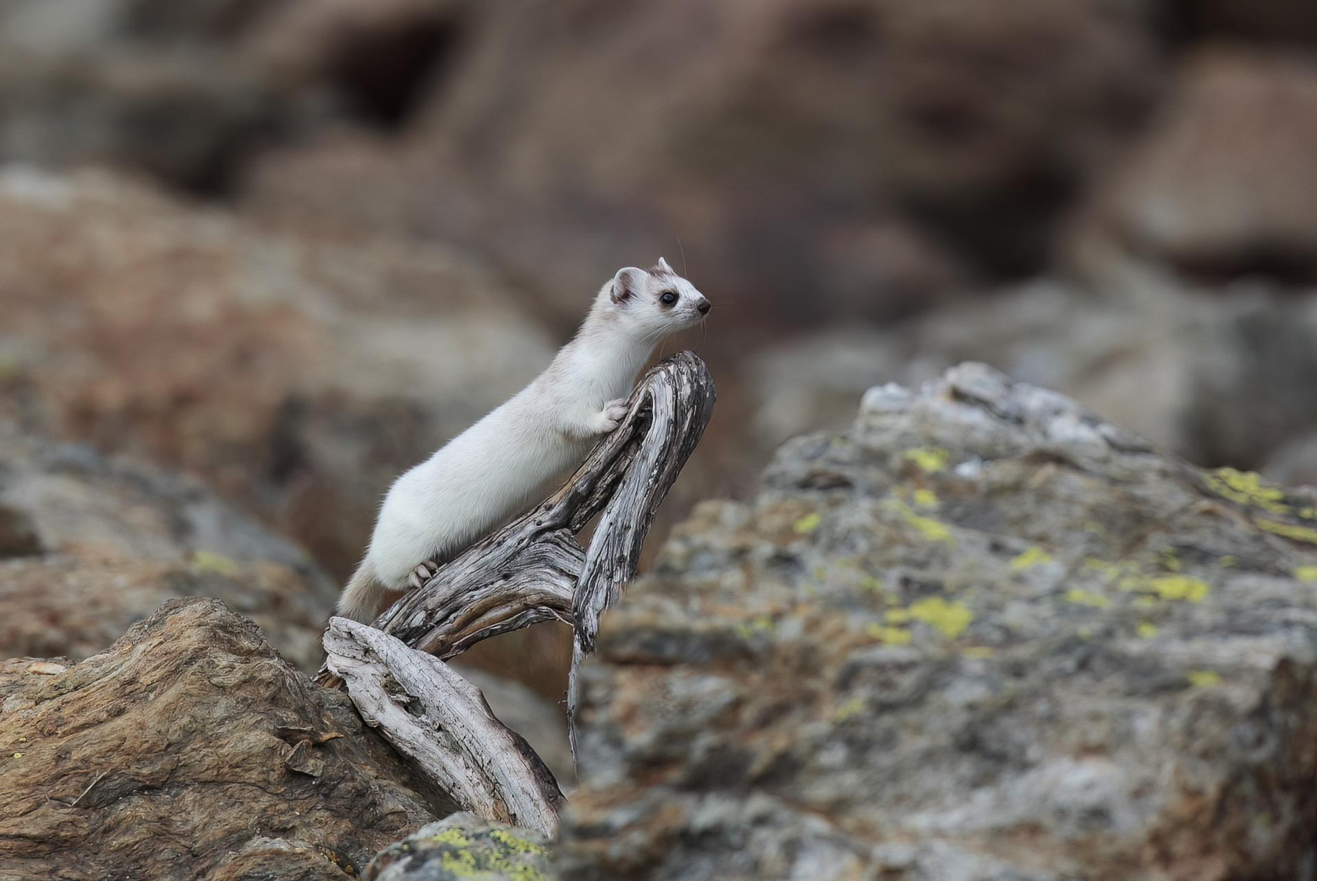 Winter ermine