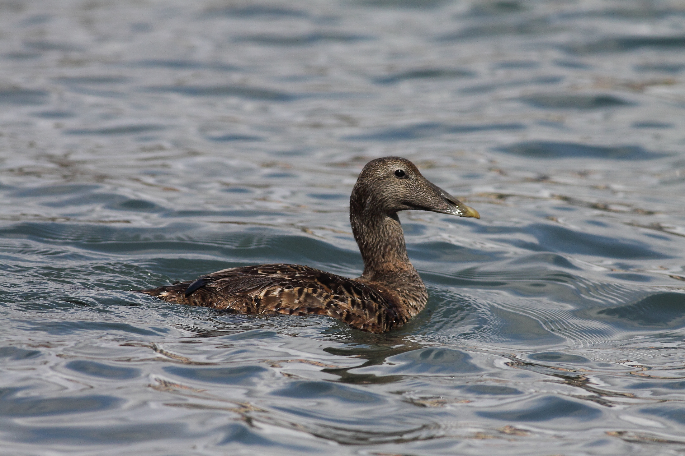 Eider