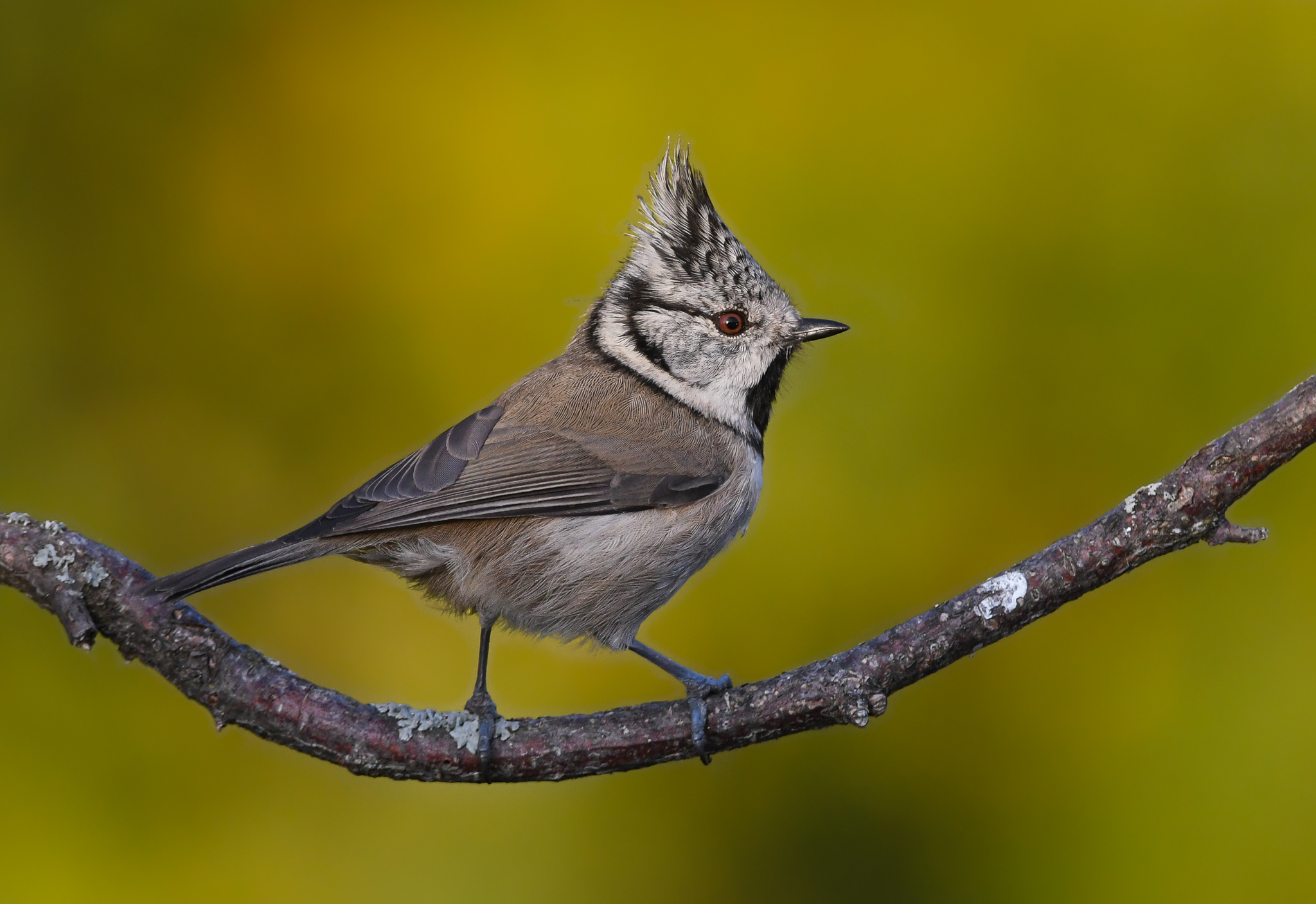 Cincia dal ciuffo col sole sulla cresta