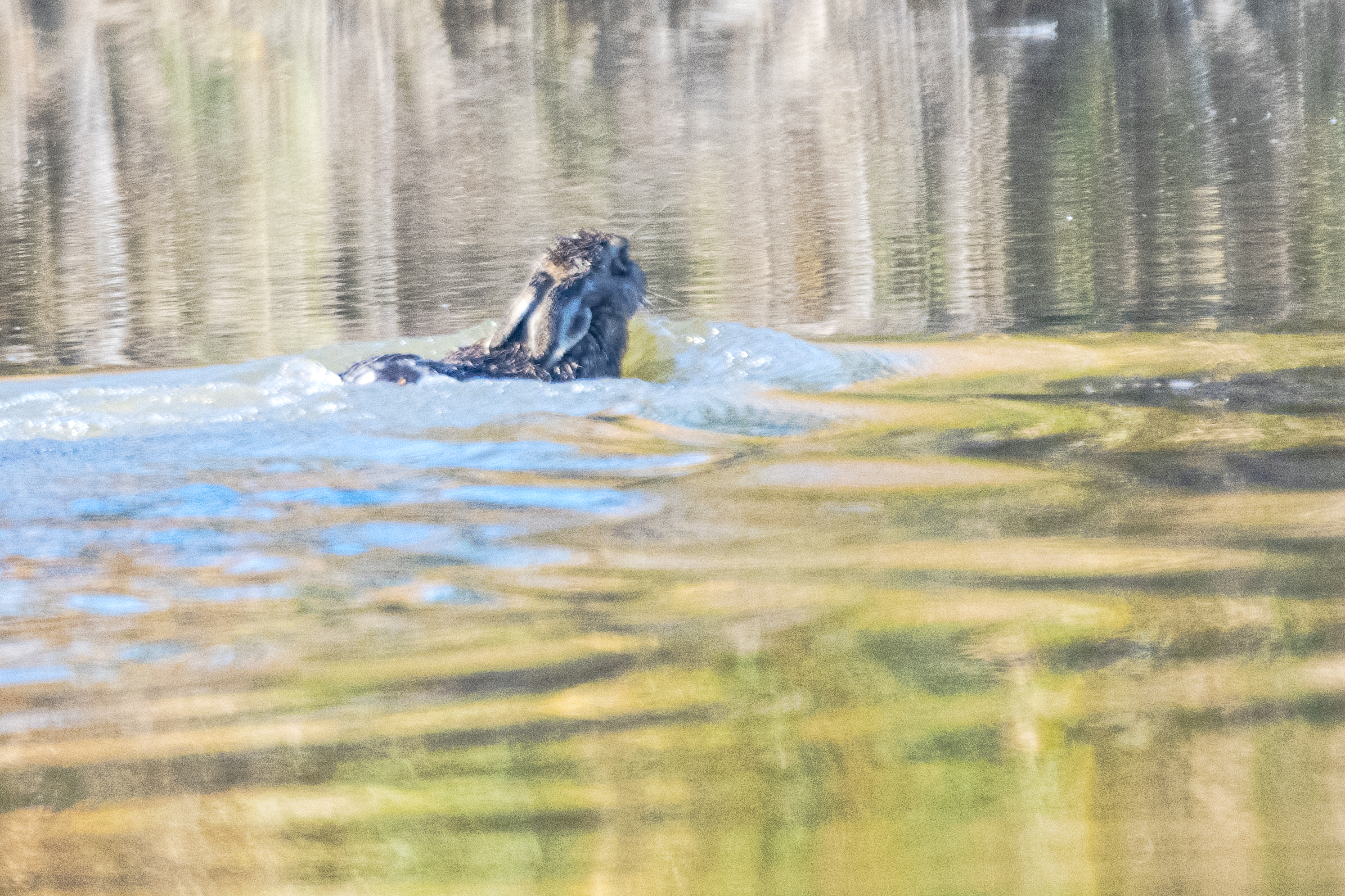 When swimming the Hare lowers its ears