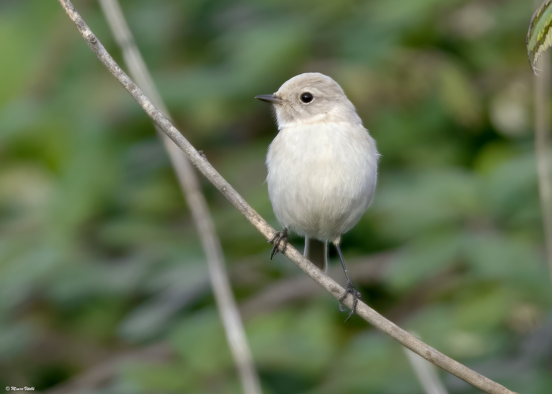 Redstart chimney sweep Leucistico