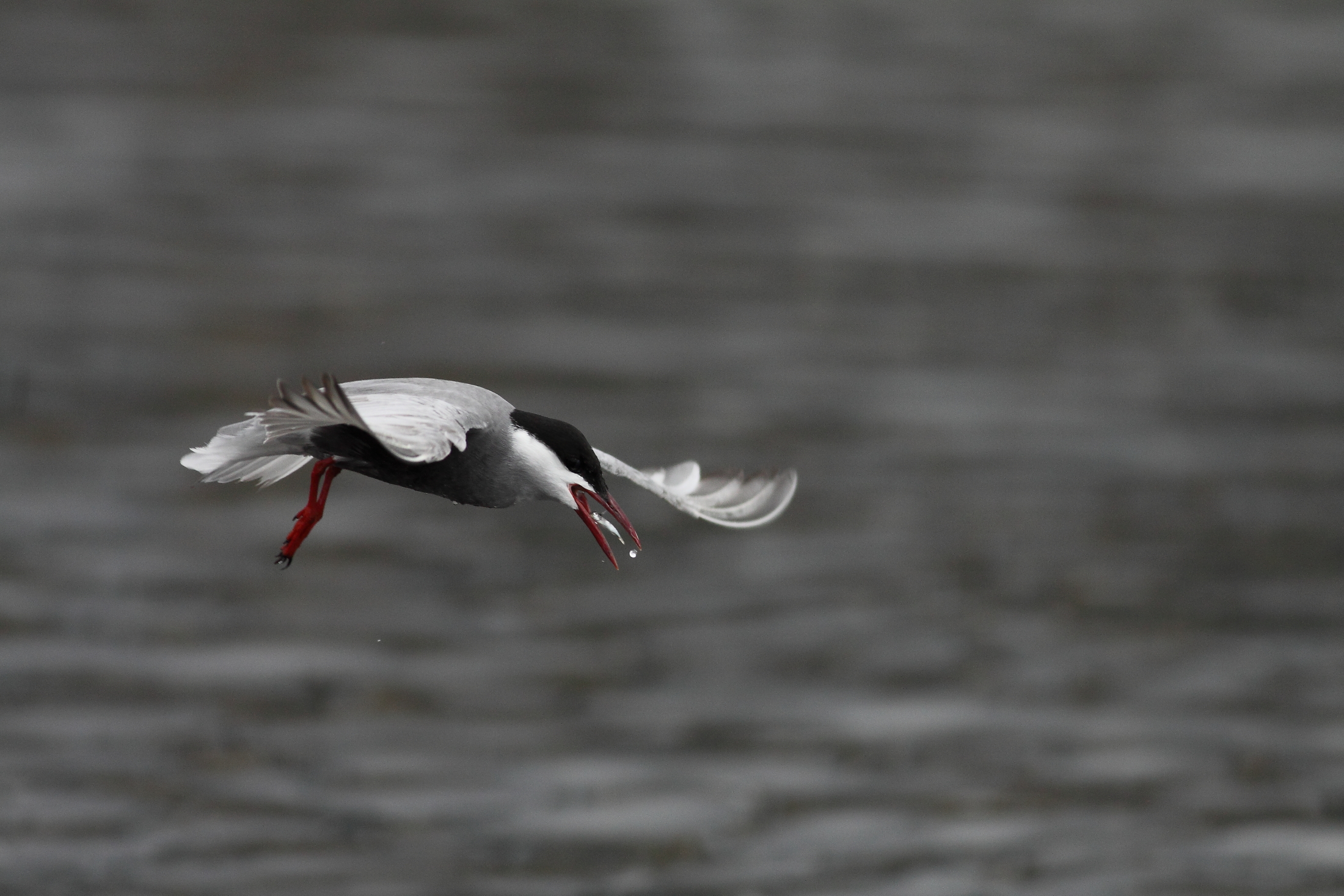 Whiskered Tern