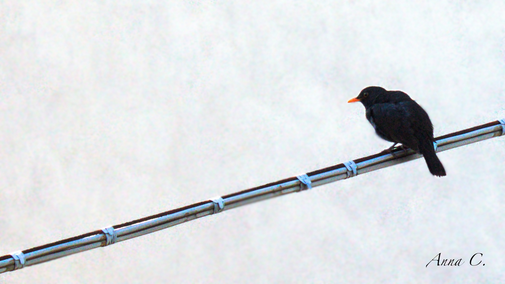 Outside the window ...