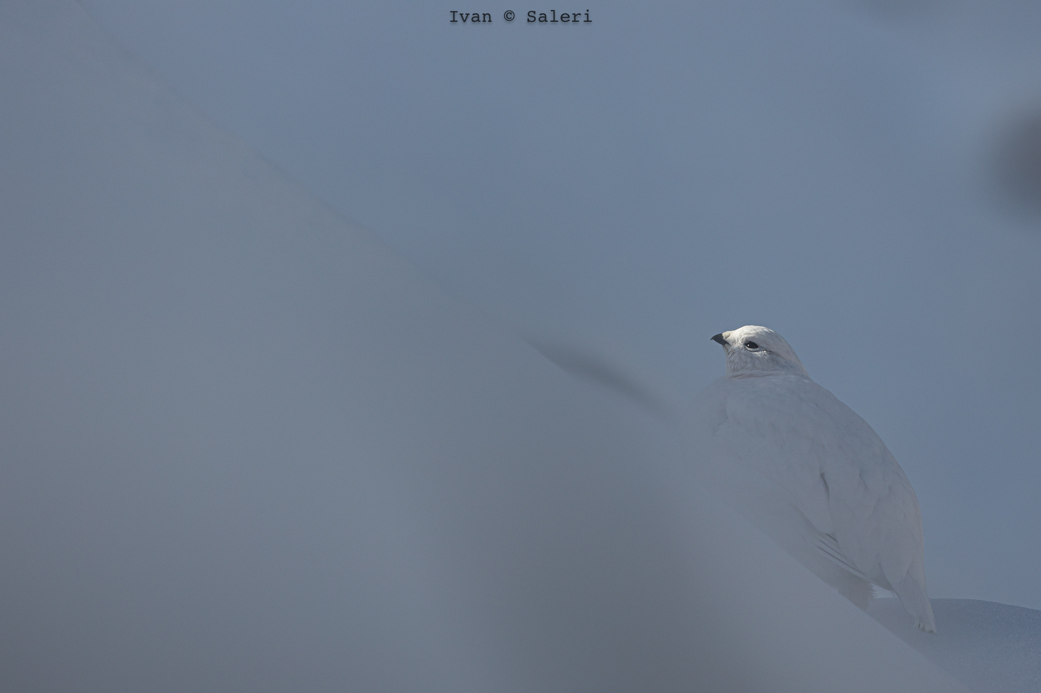 Buongiorno principessa