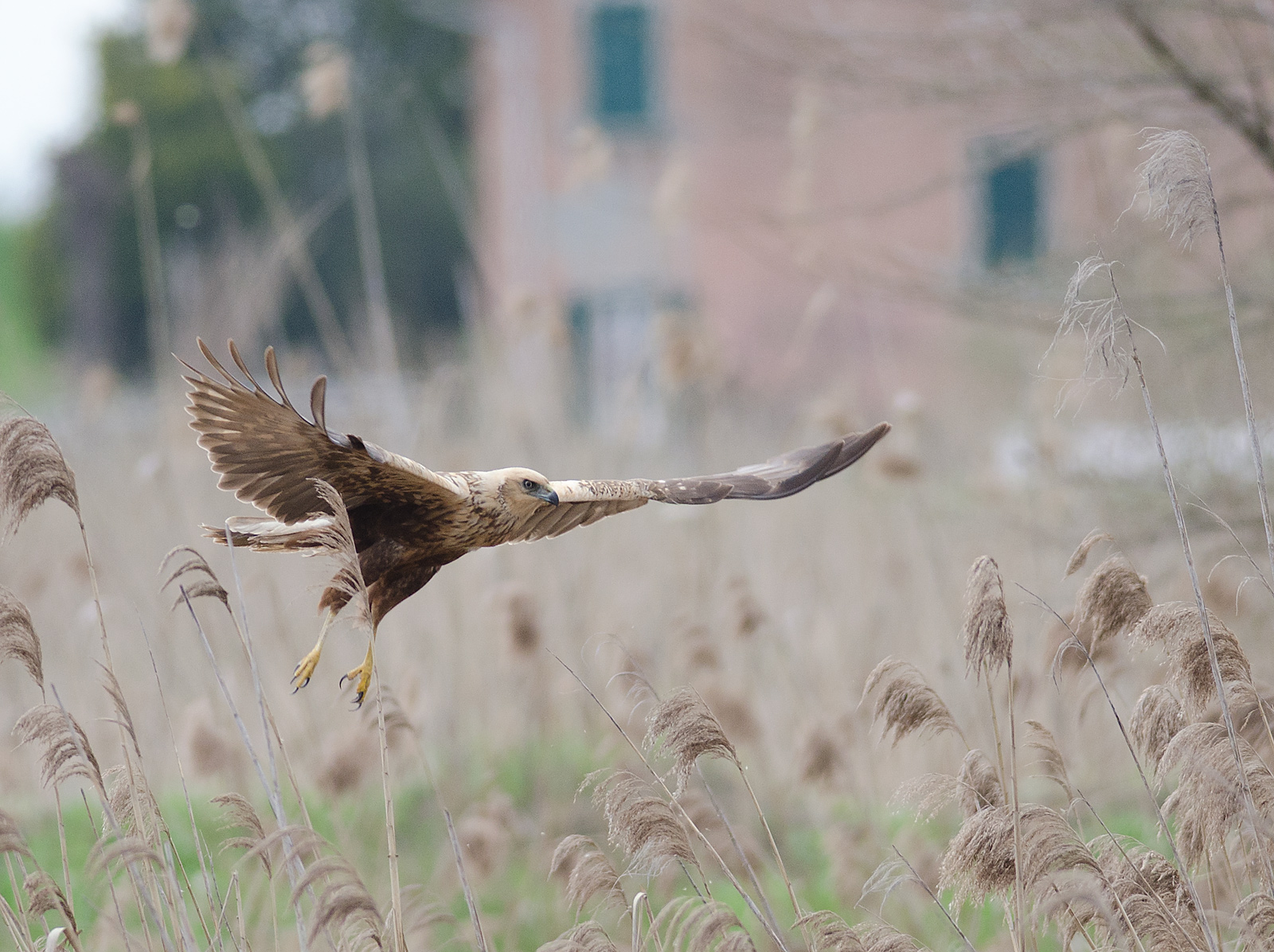 marsh harrier