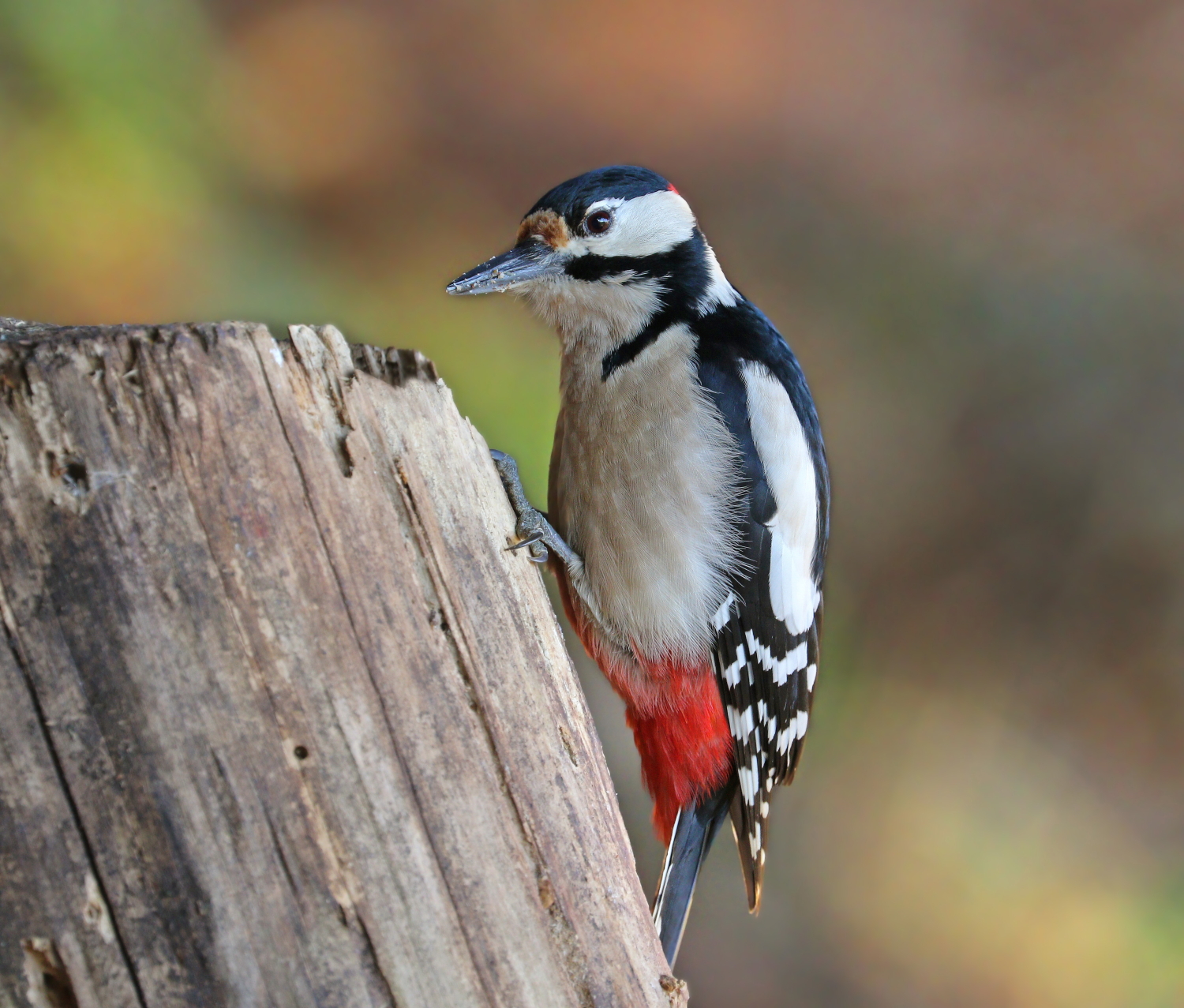 Spotted woodpecker