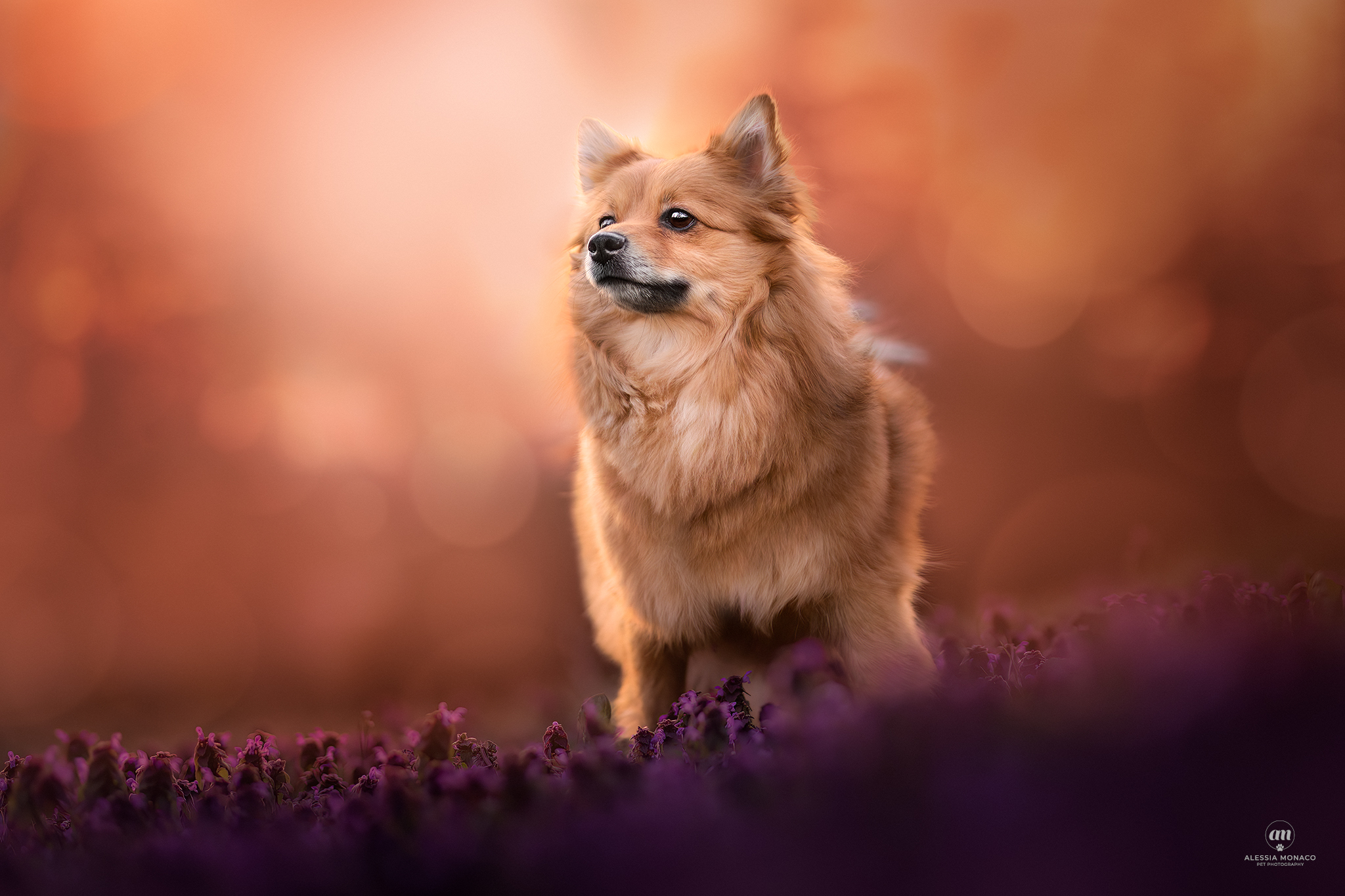 Iris the spitz