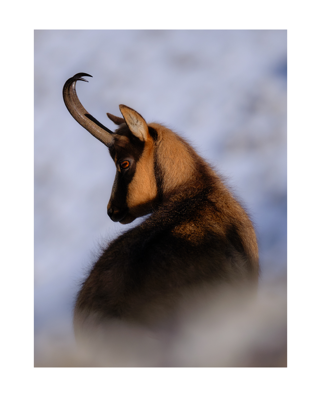 Abruzzo chamois