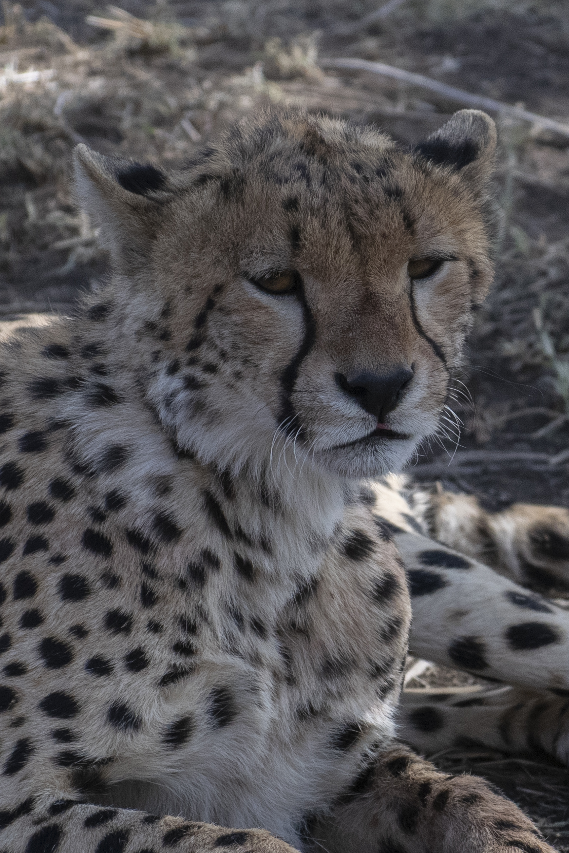 Ghepardo. Tanzania, riserva Serengeti