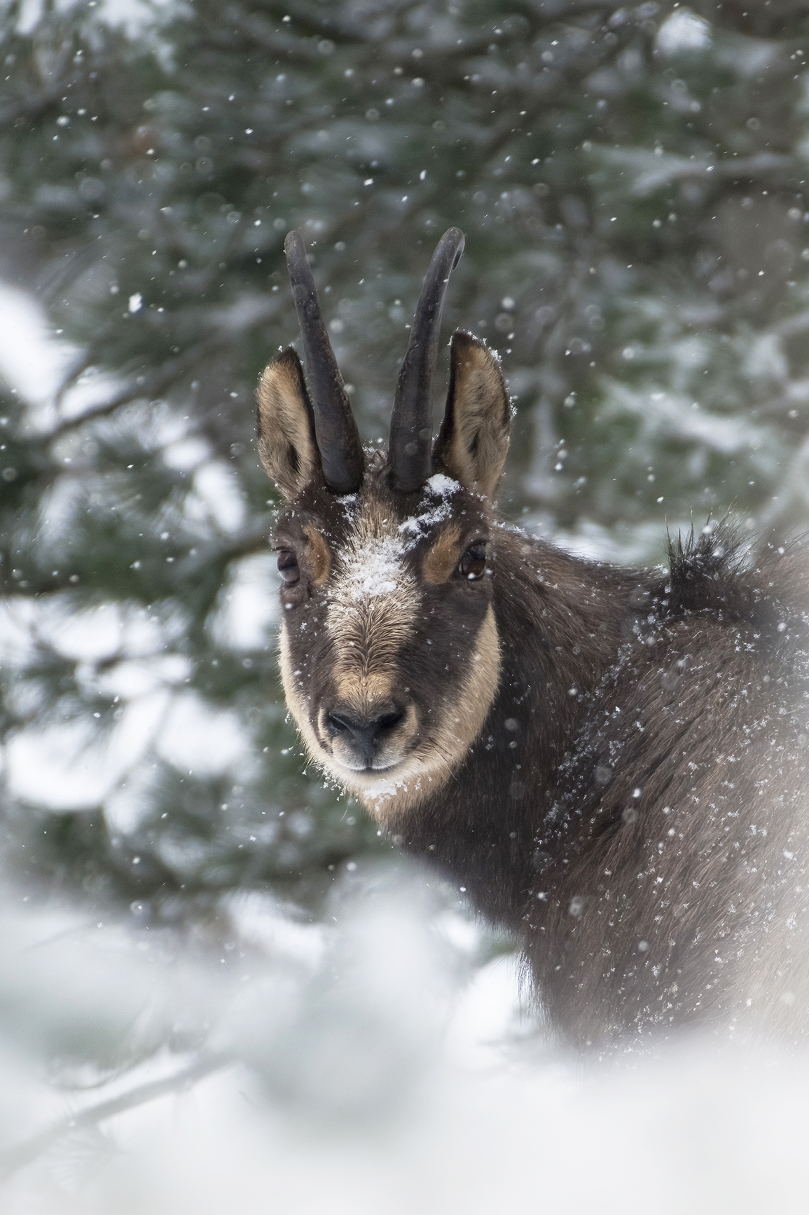 L'inverno del camoscio