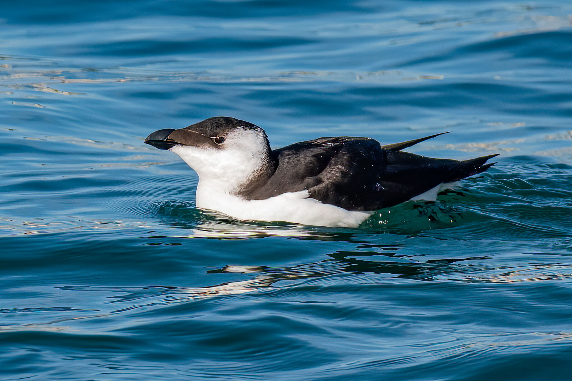 Gazza marina(Alca torda)