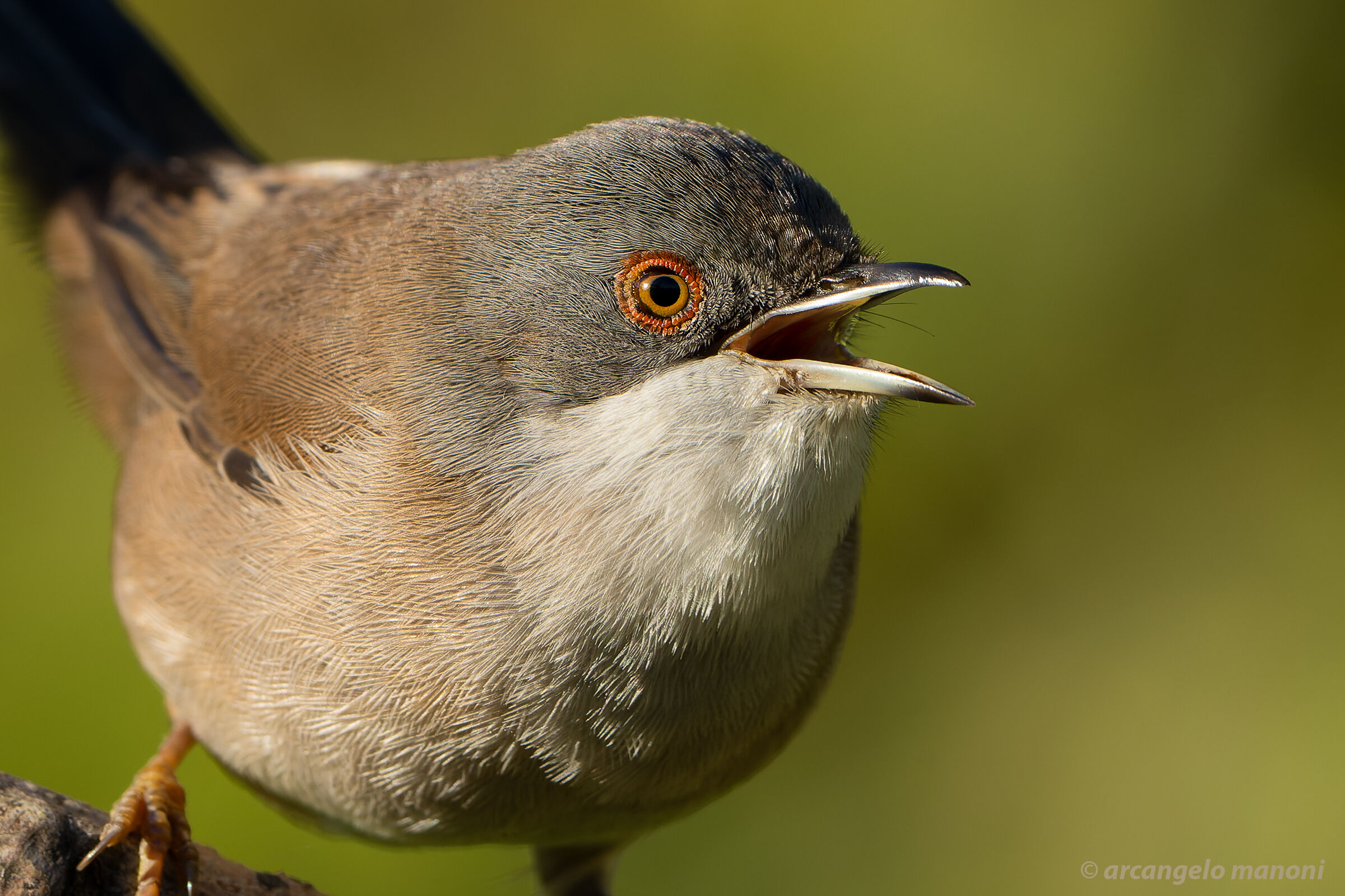 The boisterous eyelet