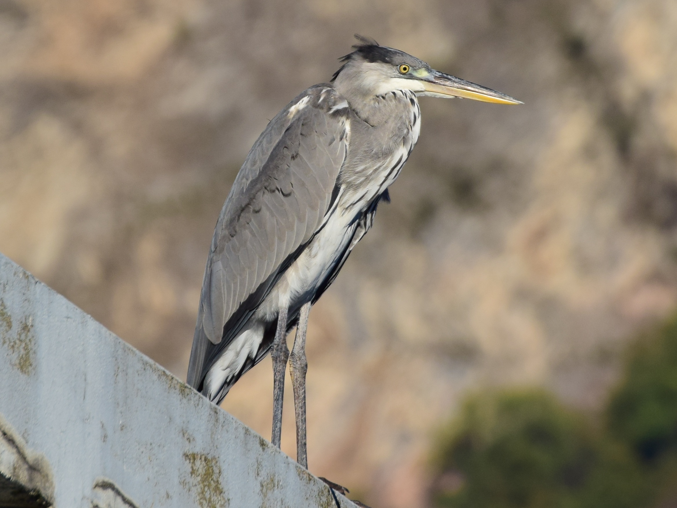 Grey Heron