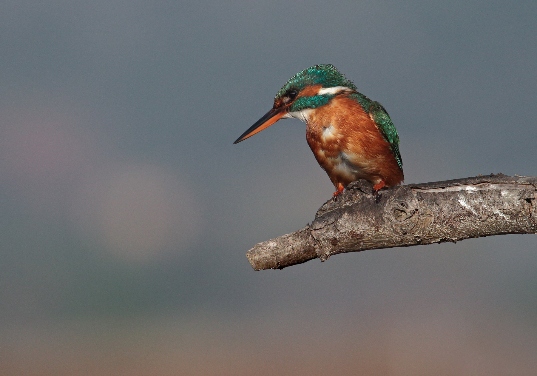 Kingfisher with mist, natural perch
