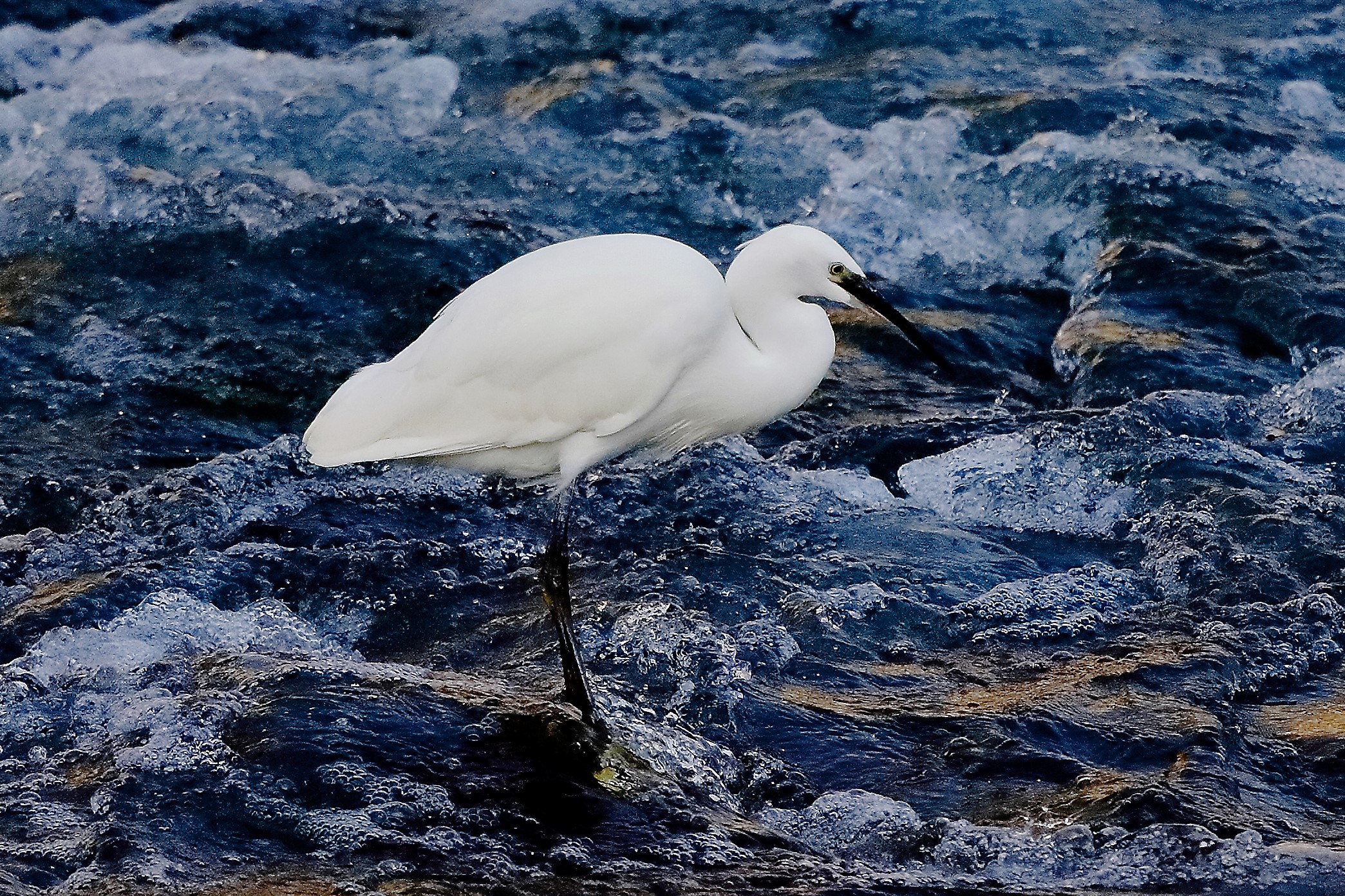 Garzetta 19 ottobre 2022