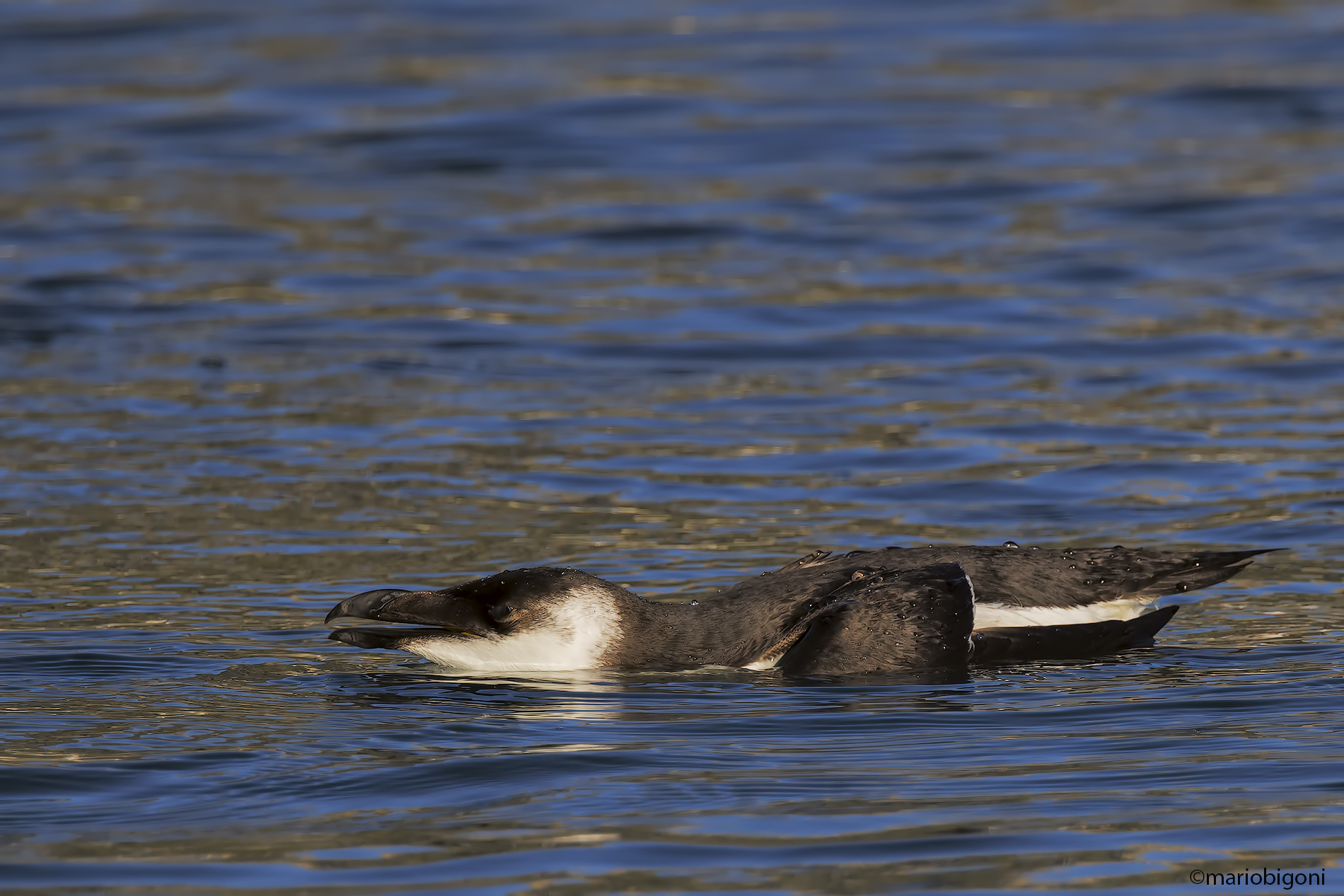 Razorbill