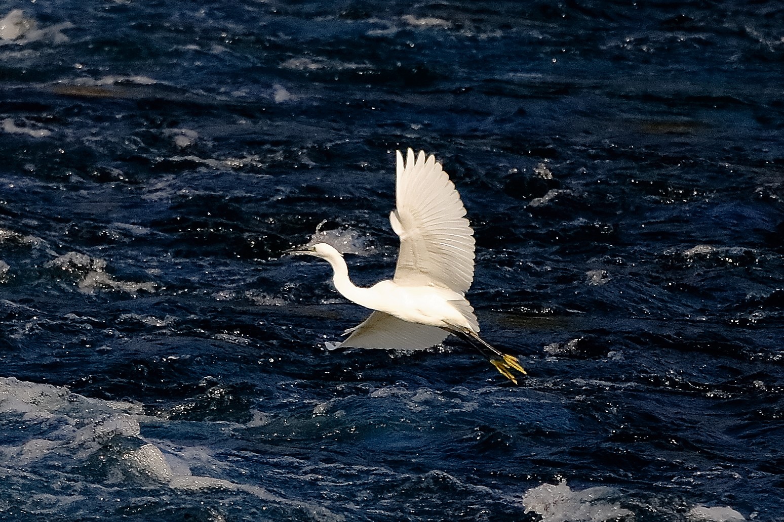 Garzetta 19 ottobre 2022