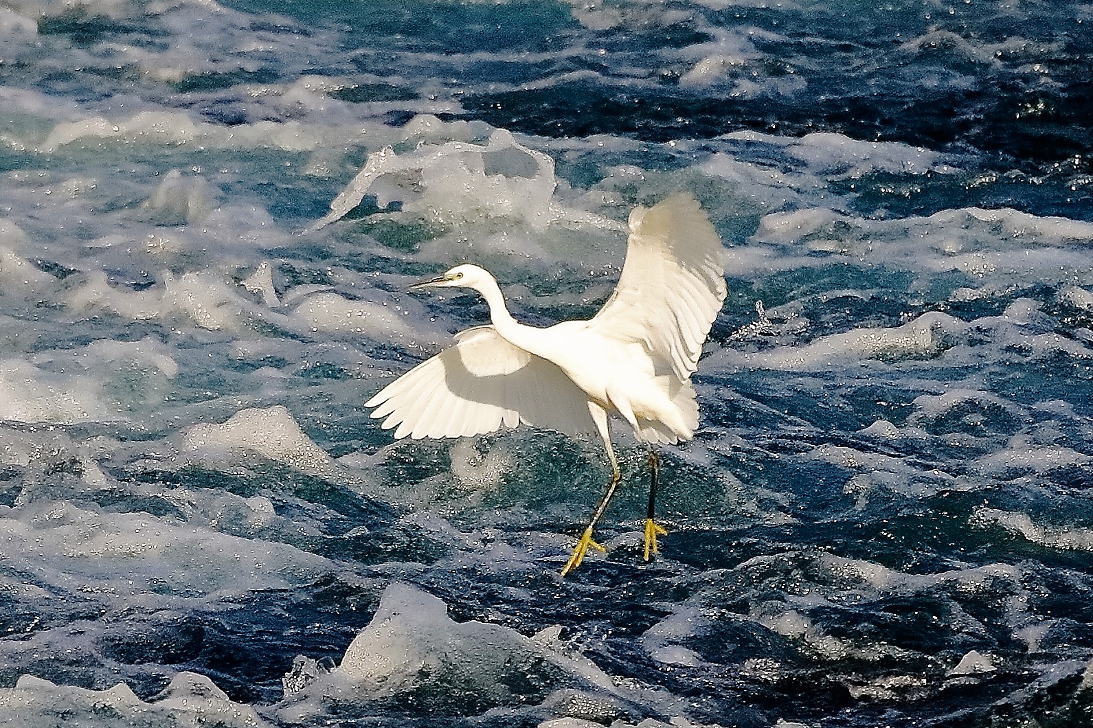 Garzetta 19 ottobre 2022