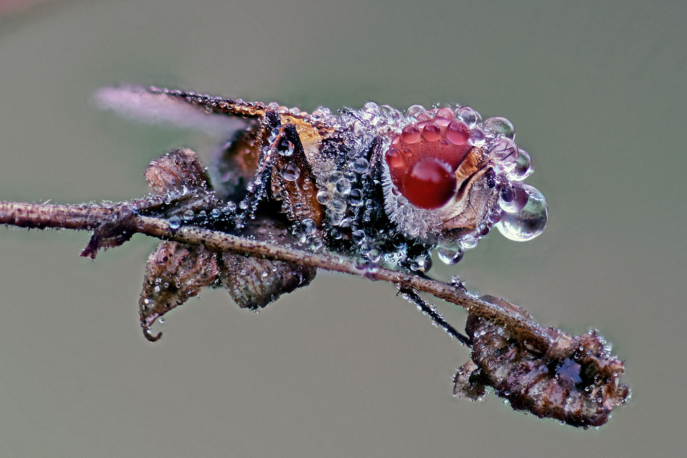 ectophasia crassipennis Oct 2022