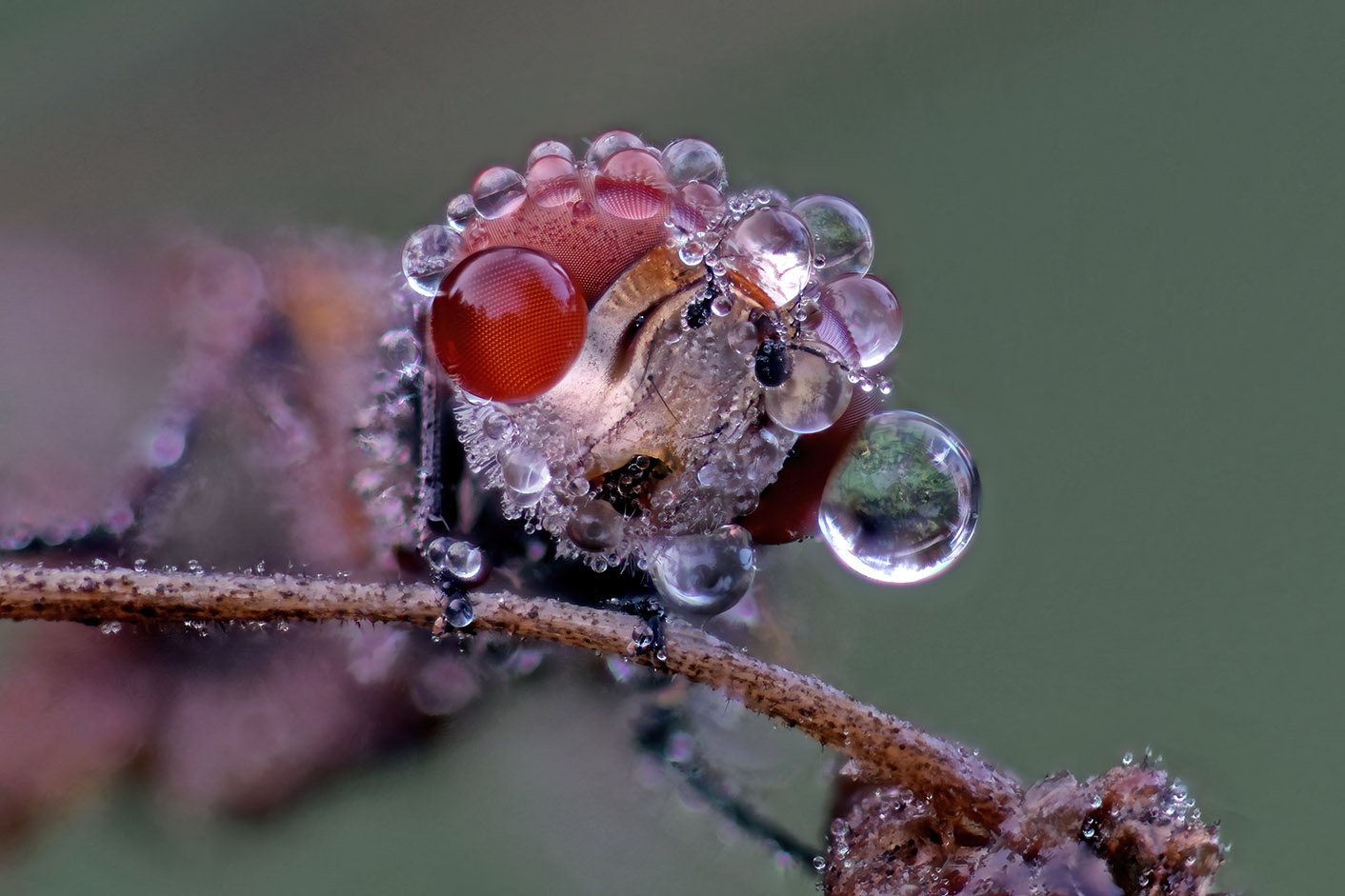 ectophasia crassipennis Oct 2022