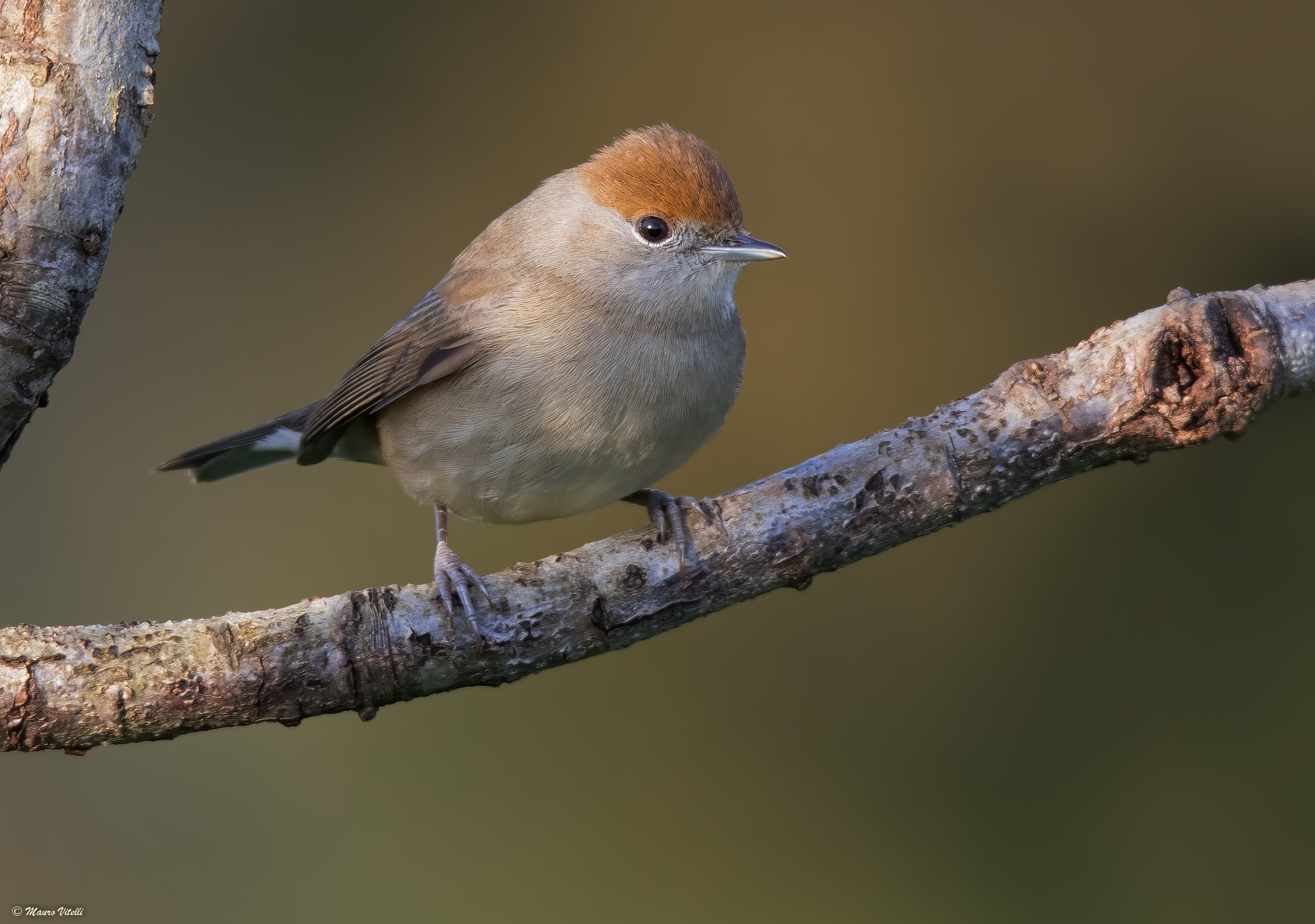 Capinera (Sylvia atricapilla) female