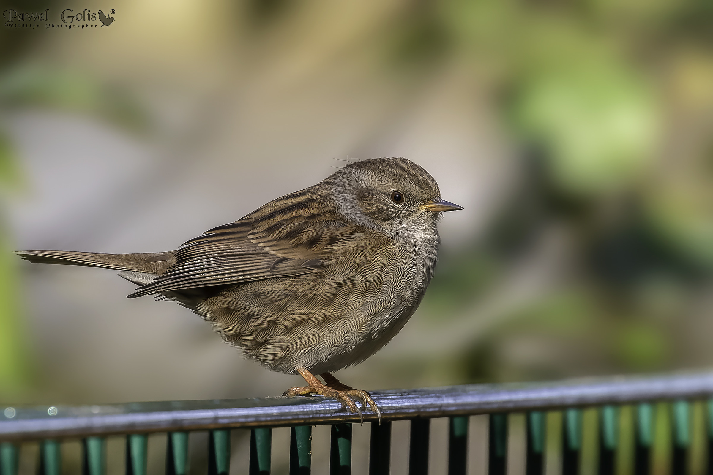 Dunnock (Prunella modularis)