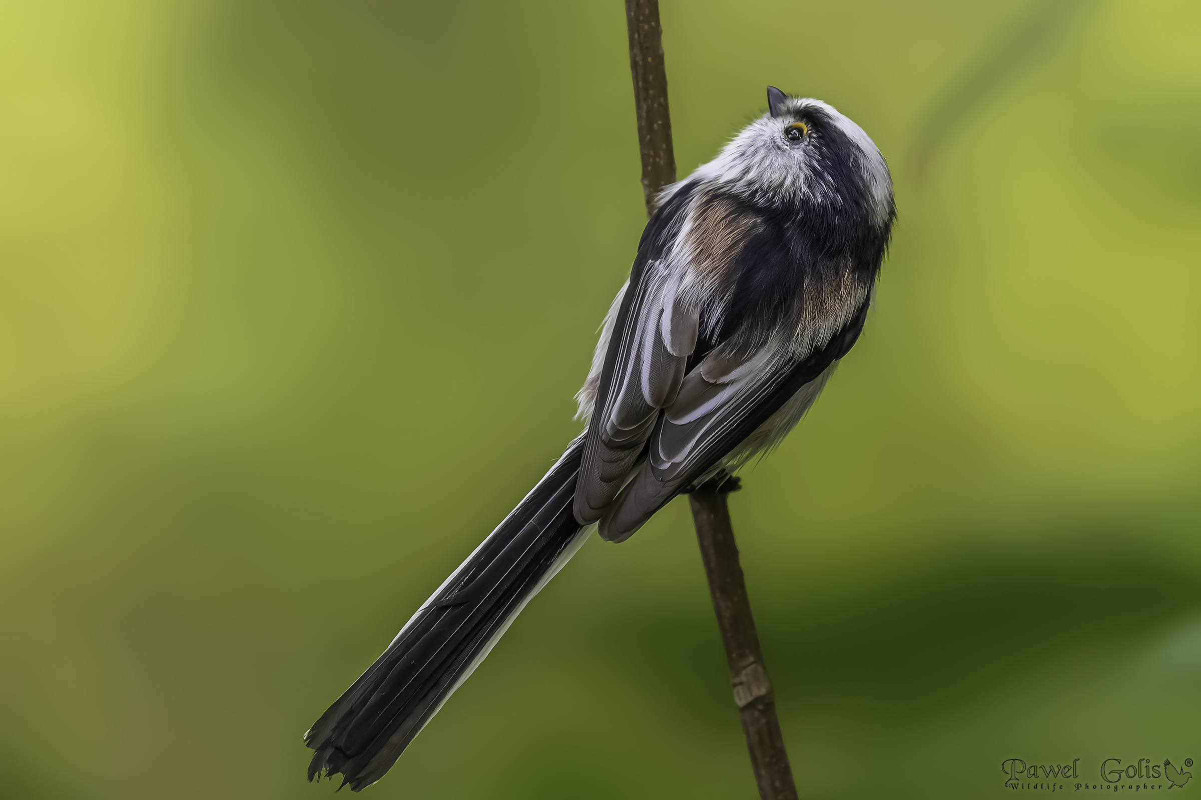 Cinciallegra dalla coda lunga (Aegithalos caudatus)