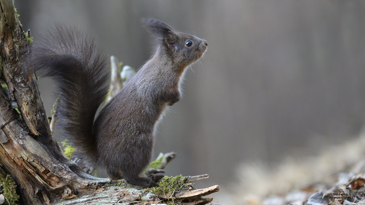 Squirrel in observation
