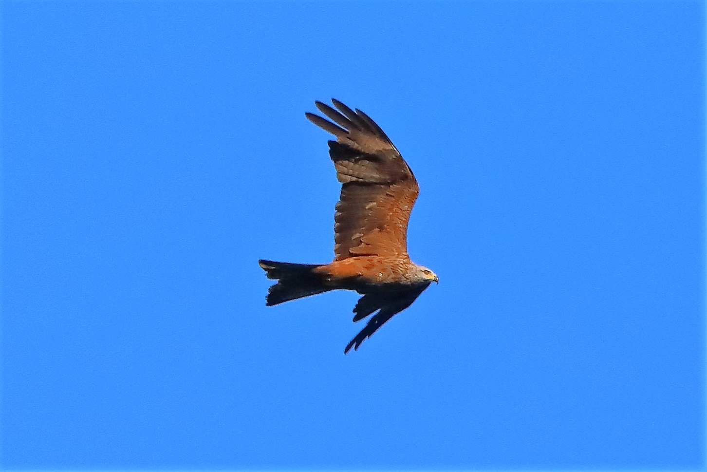 Nibbio bruno 02-08-2022