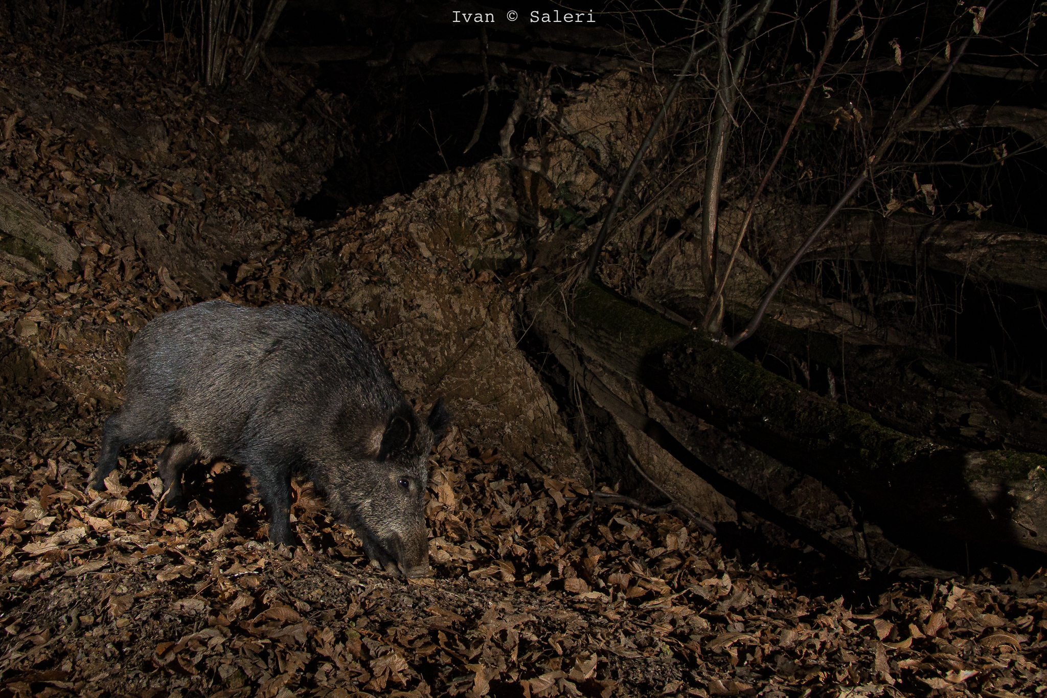 Wild boar
