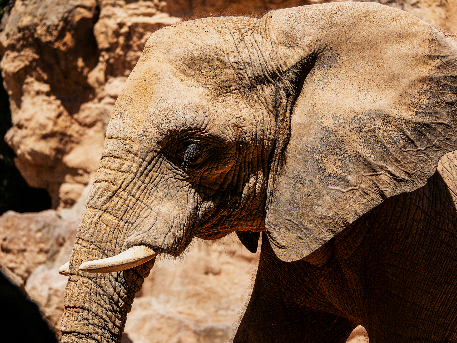 Elefante - Biopark Valencia