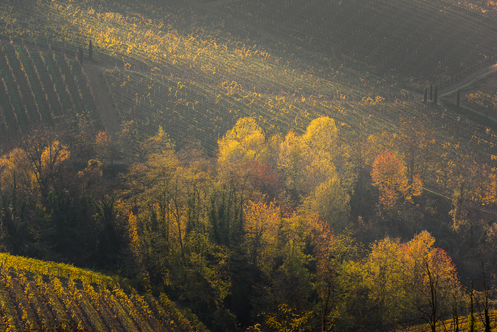 Luce d'autunno in Langa