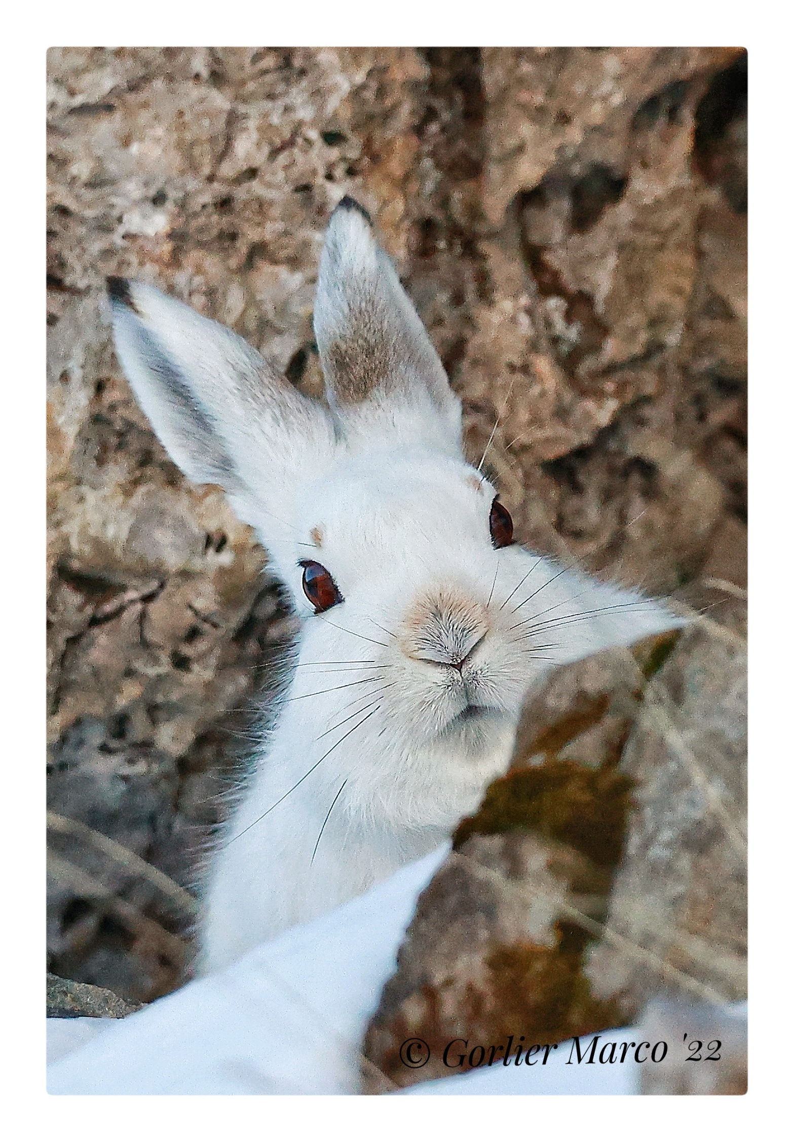 Biancone ( Lepus Timidus) se