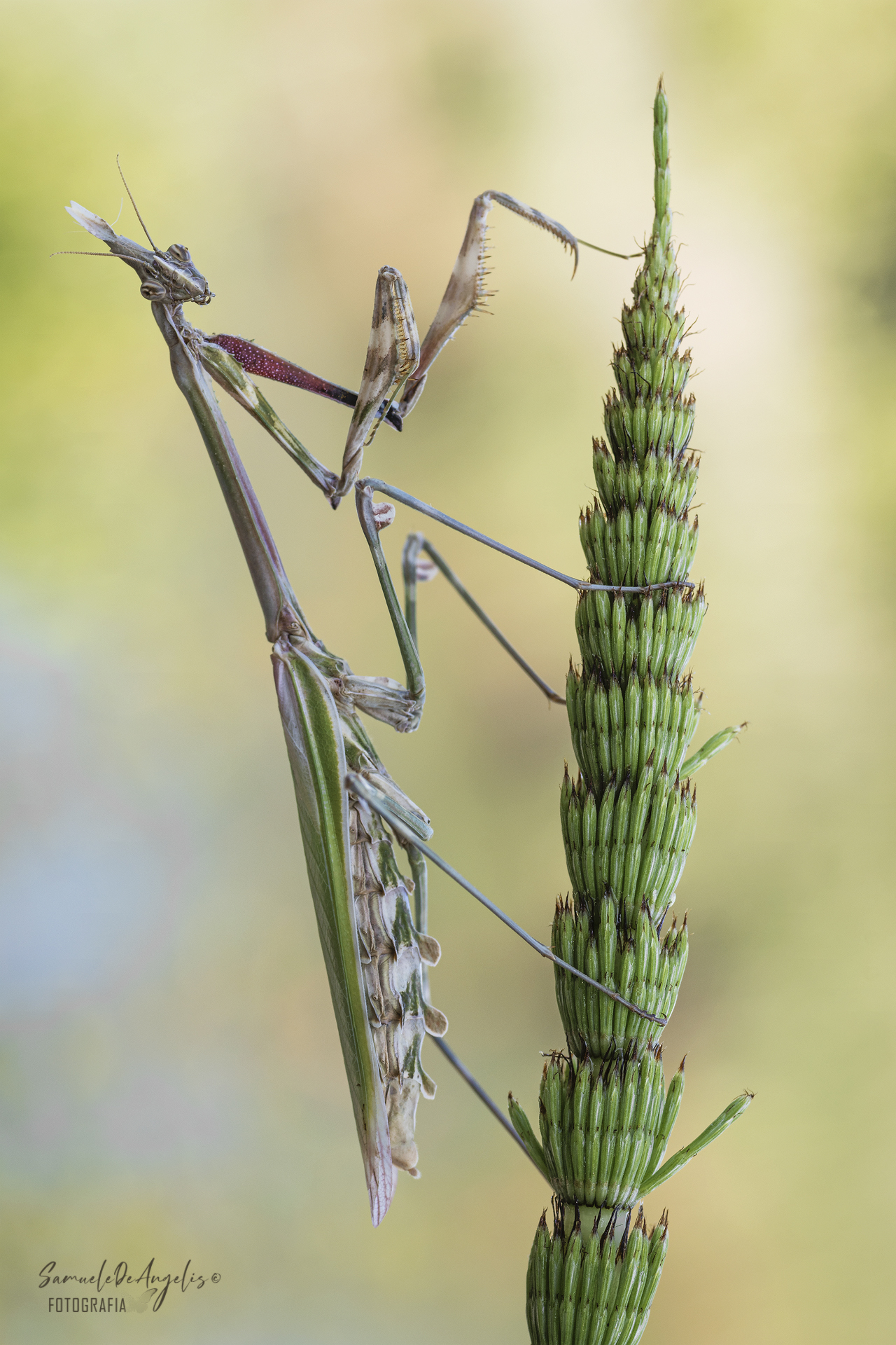 Empusa Pennata
